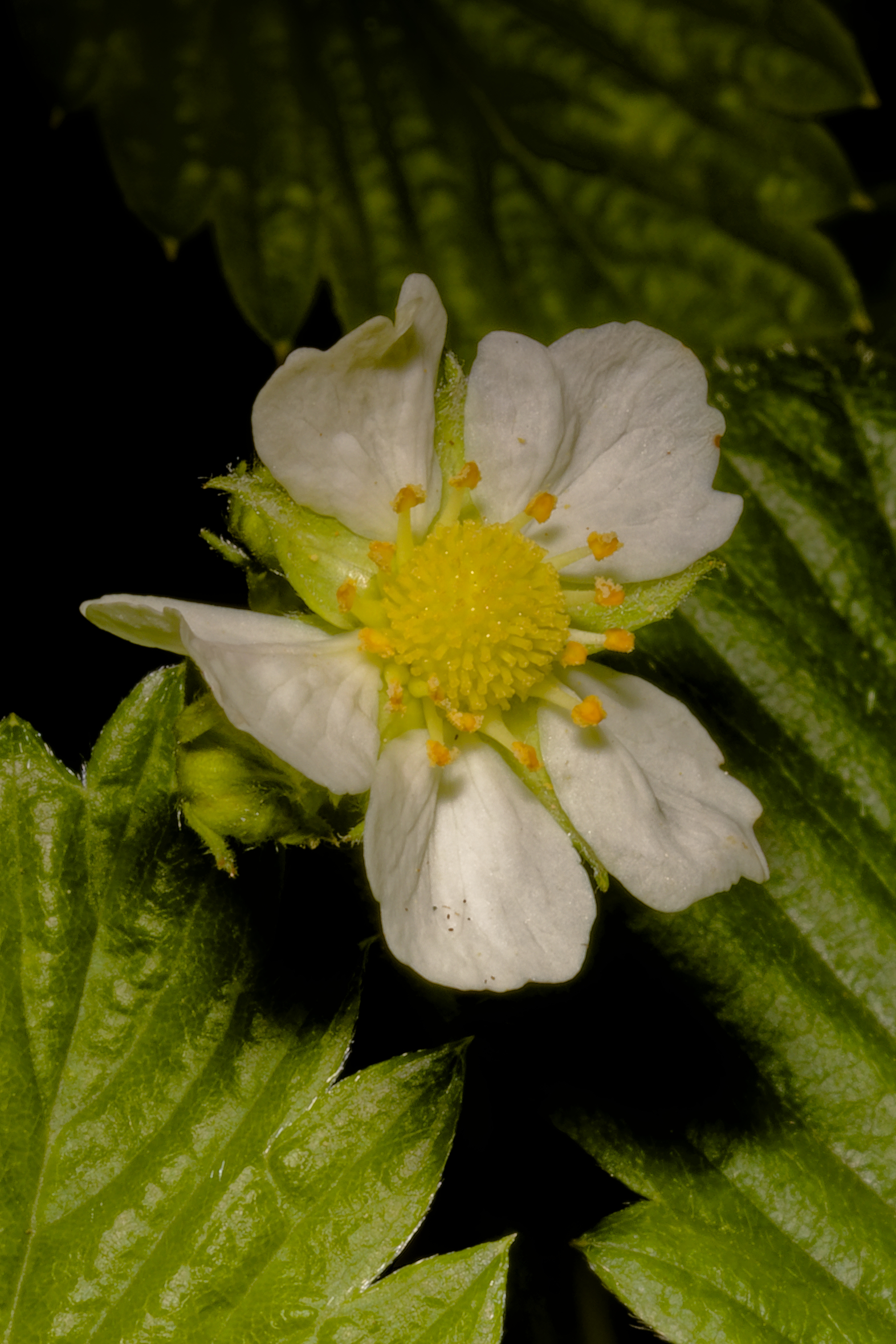 ....and it will be strawberry