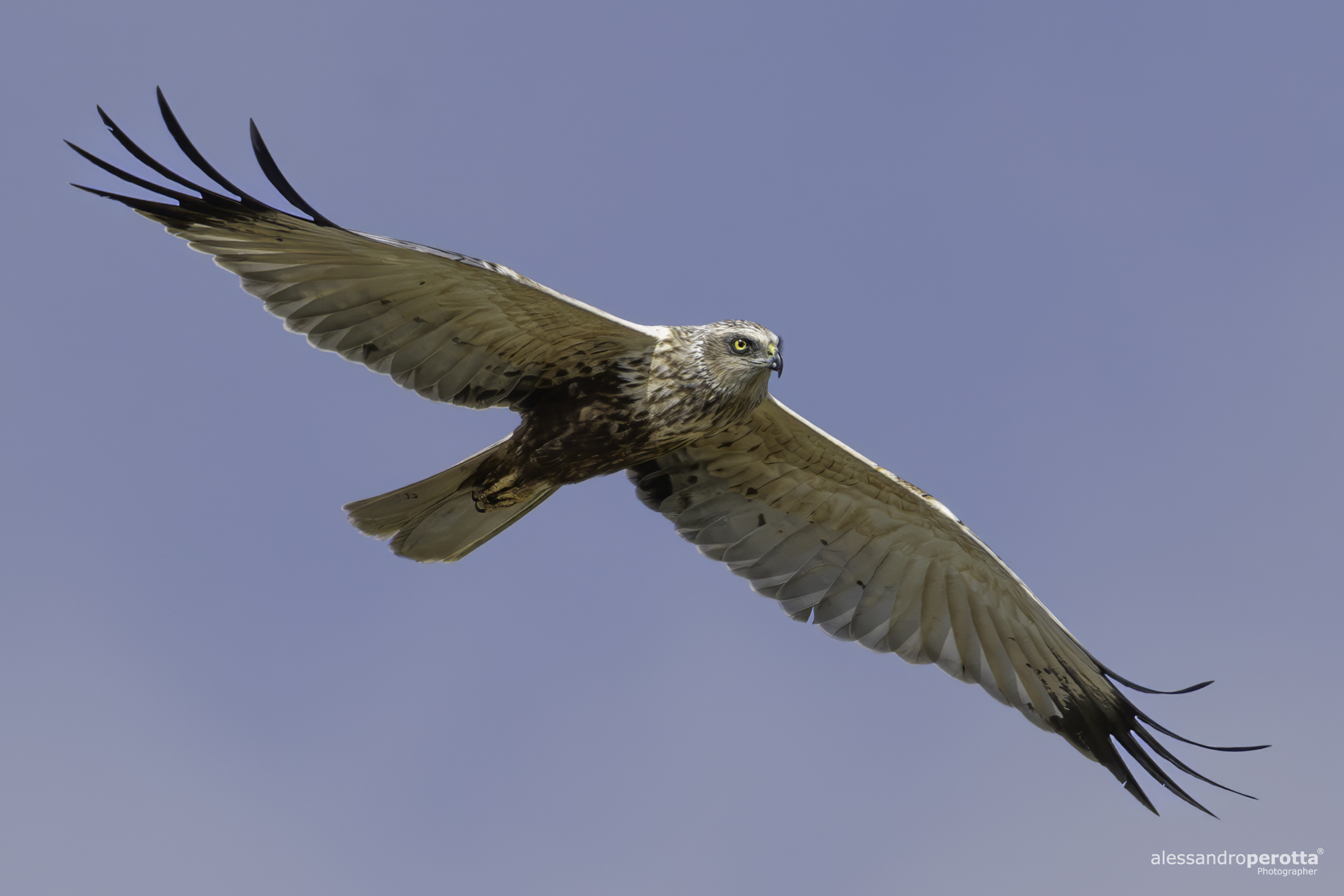 Circus aeruginosus