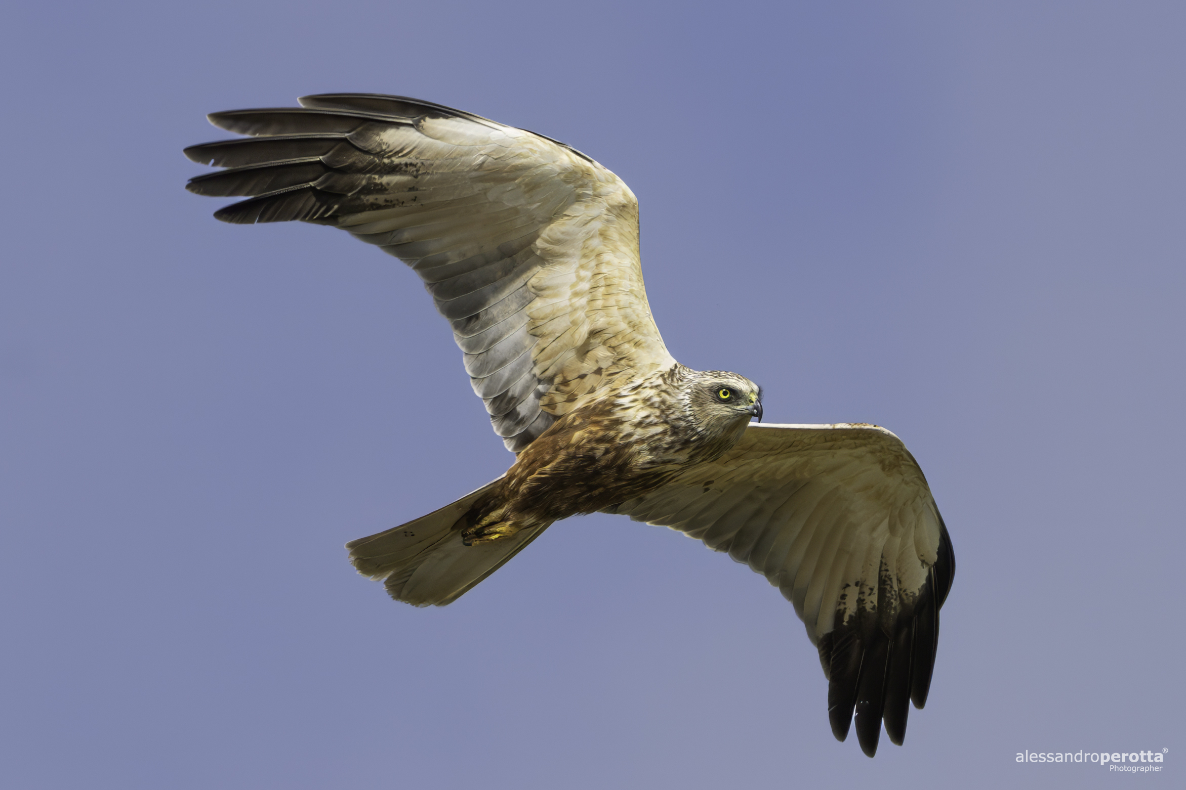 Circus aeruginosus
