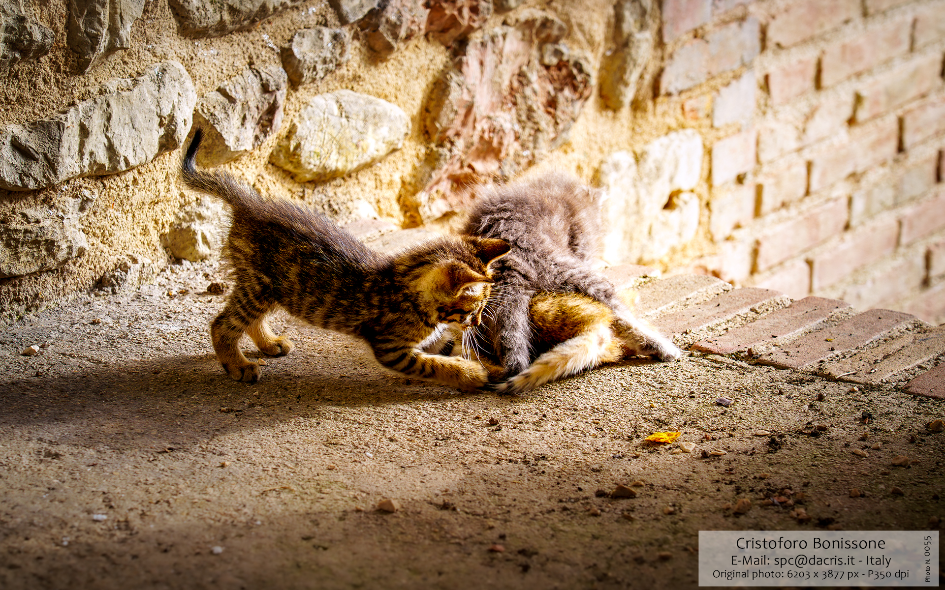 3 Cat - Photo 0055