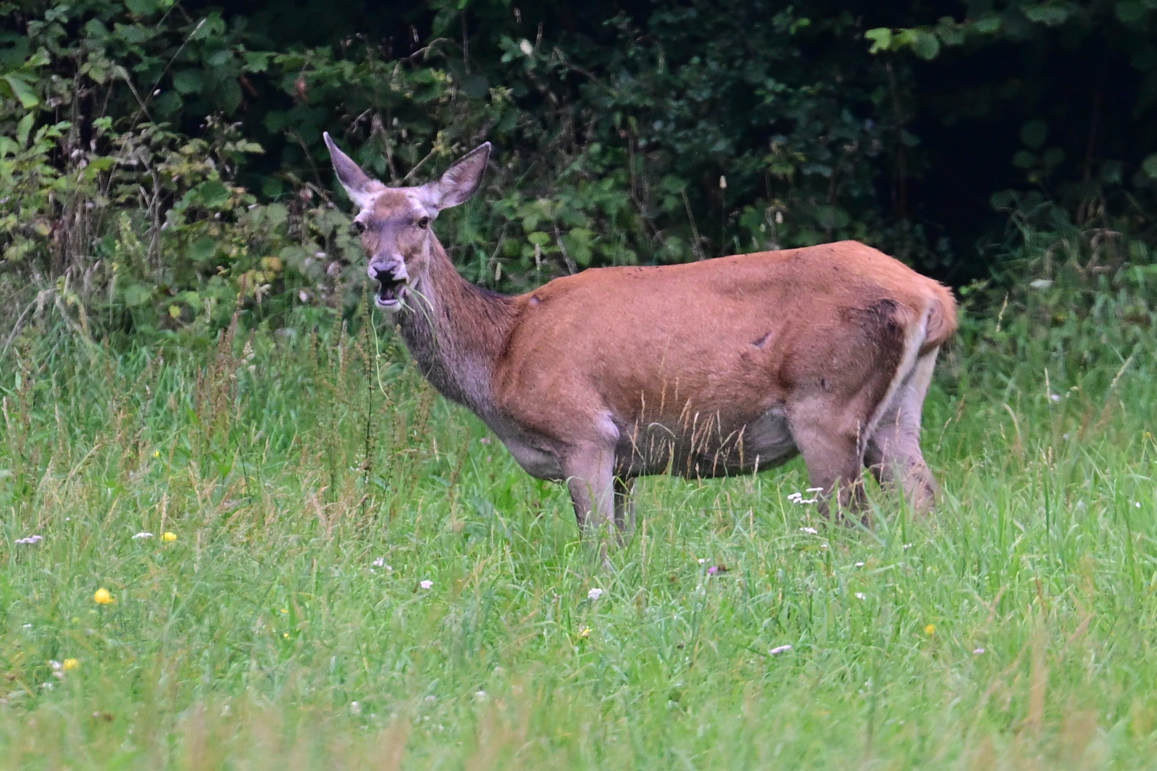 Female deer