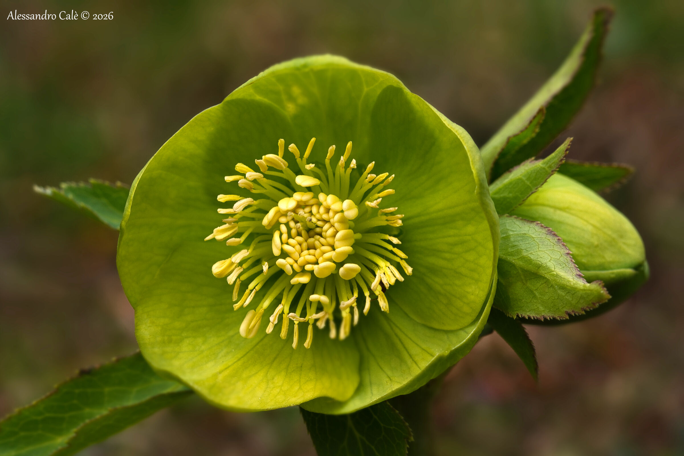 Helleborus viridis (Elleboro verde) 9588