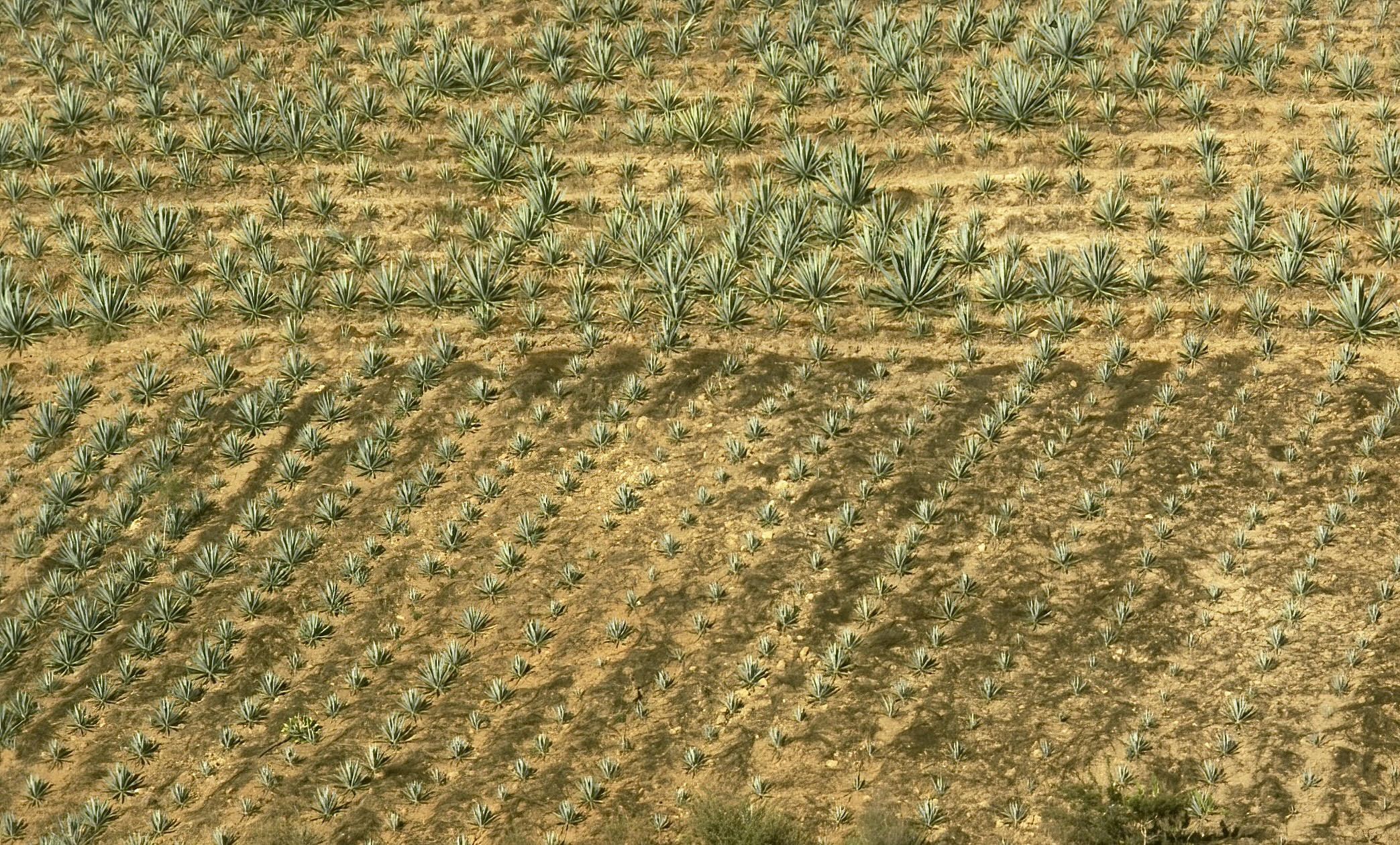 Coltivazione di agave