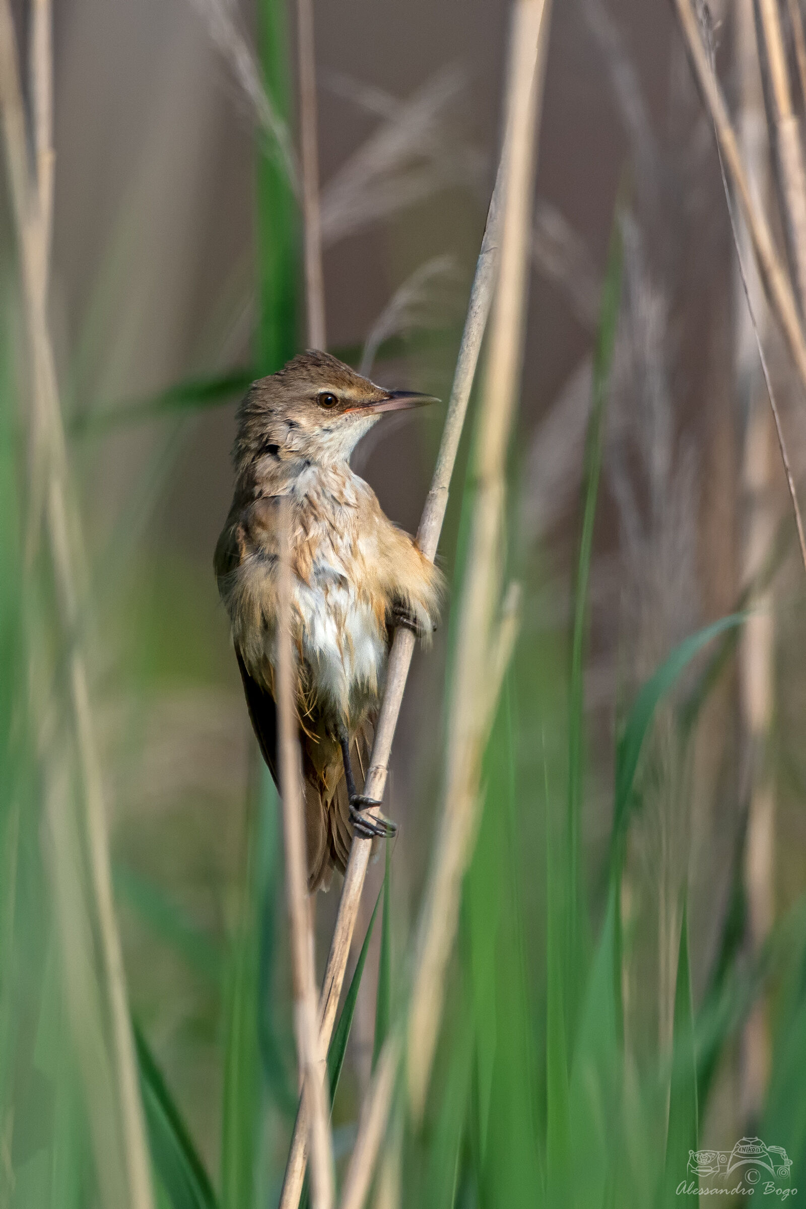 Reed Warbler