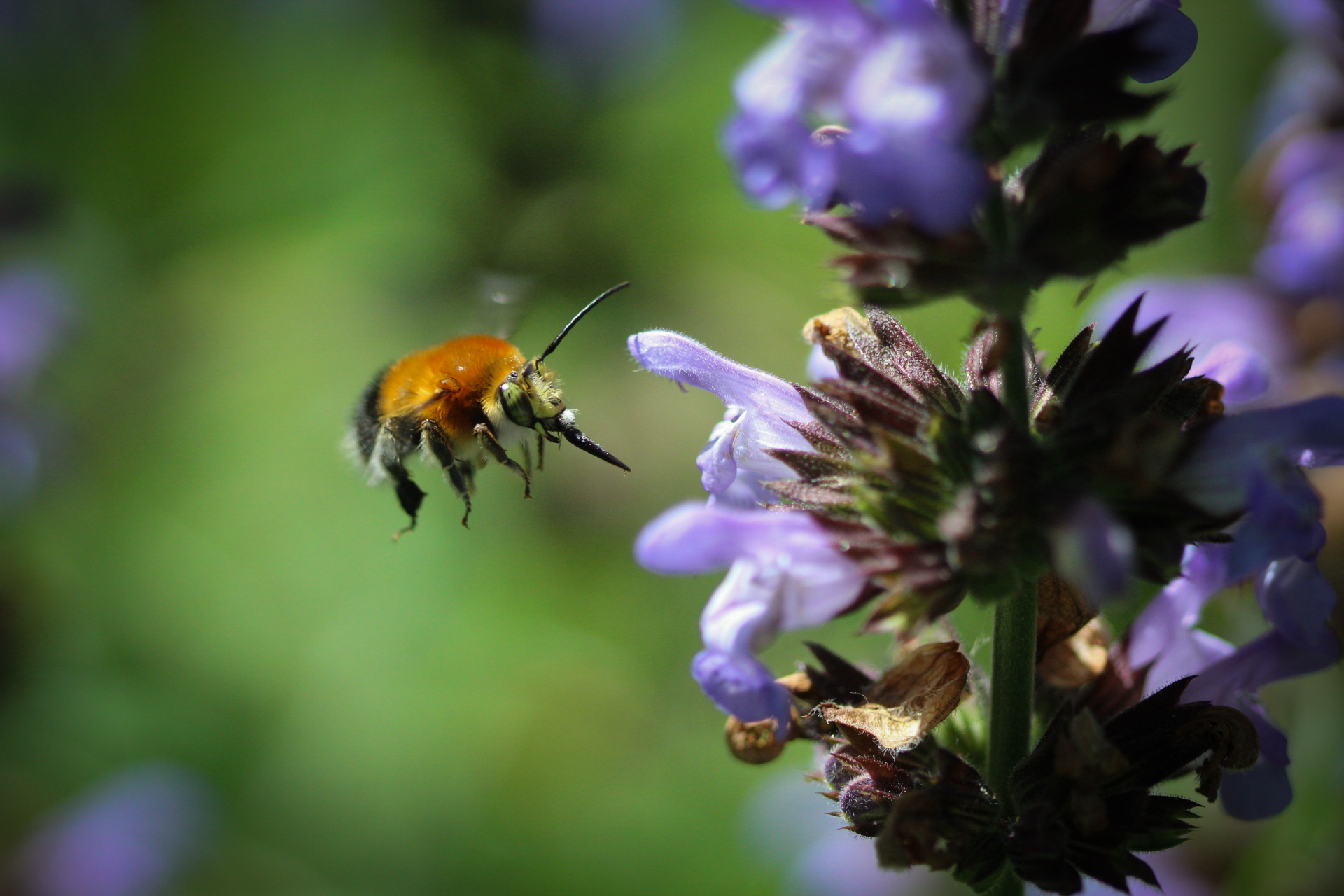 Bee with extended trunk