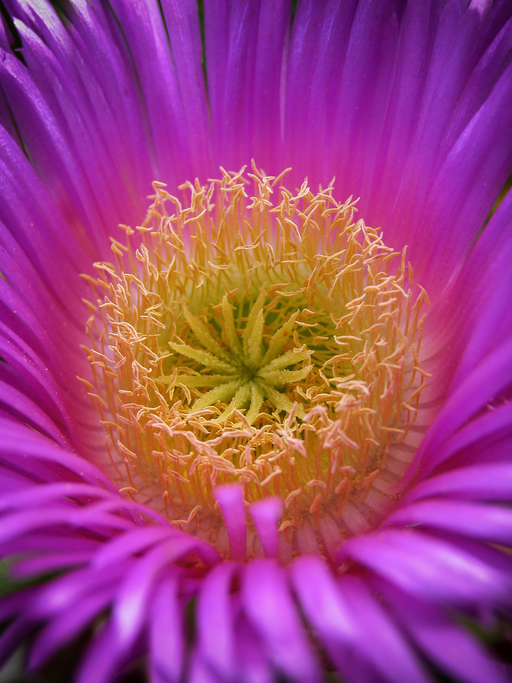 The nails of witches .... flower!