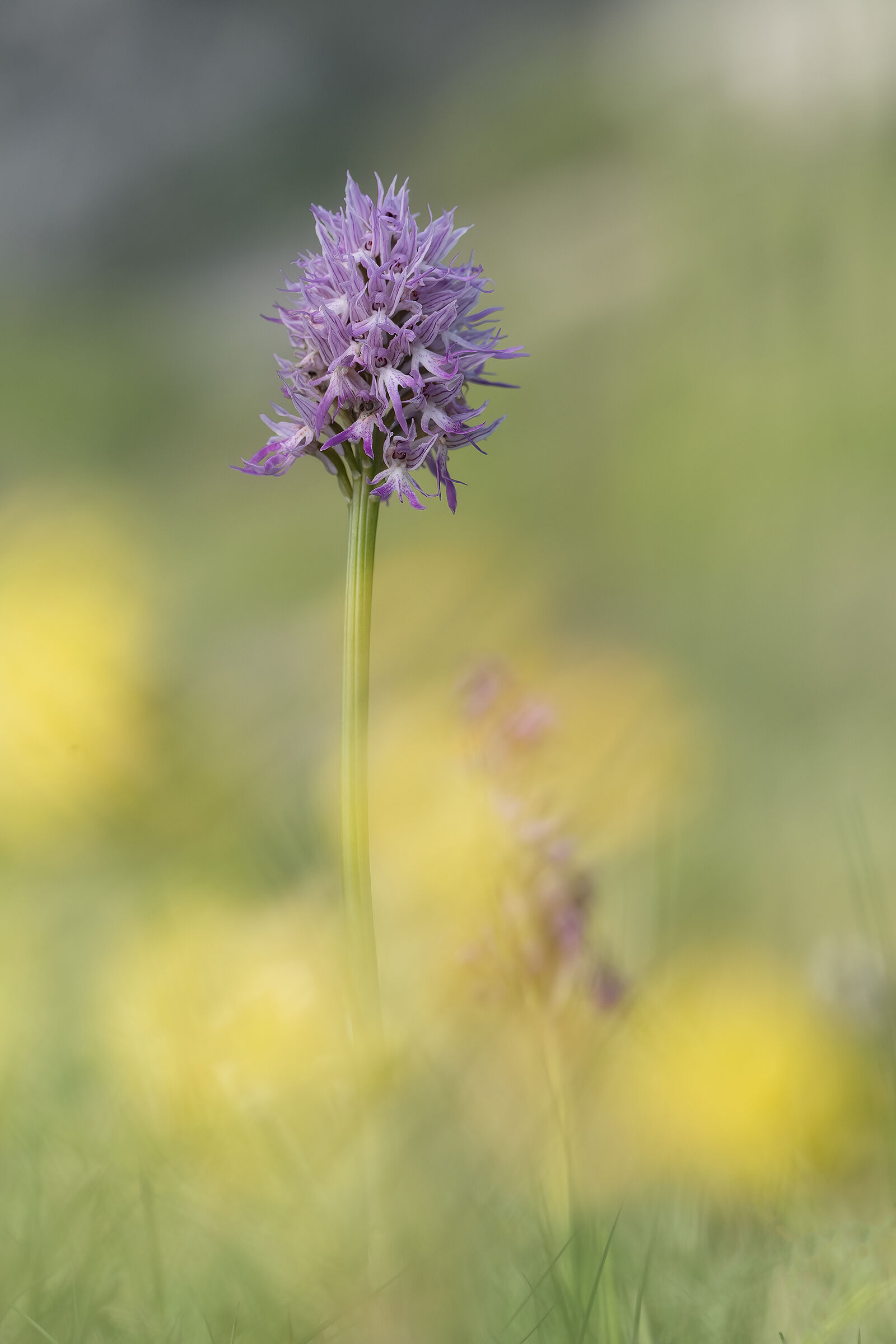 Orchis Italica