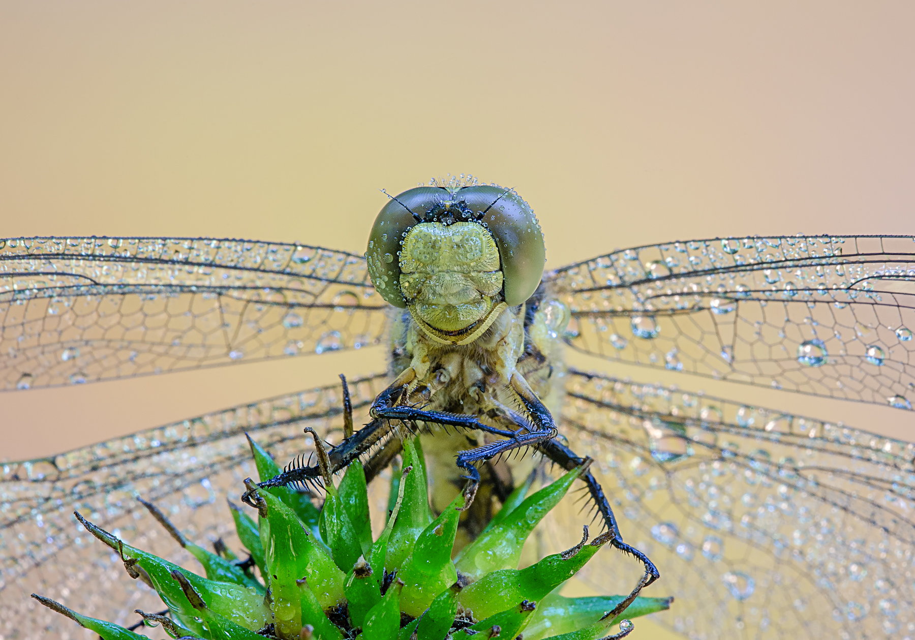Portrait of Sympetrum
