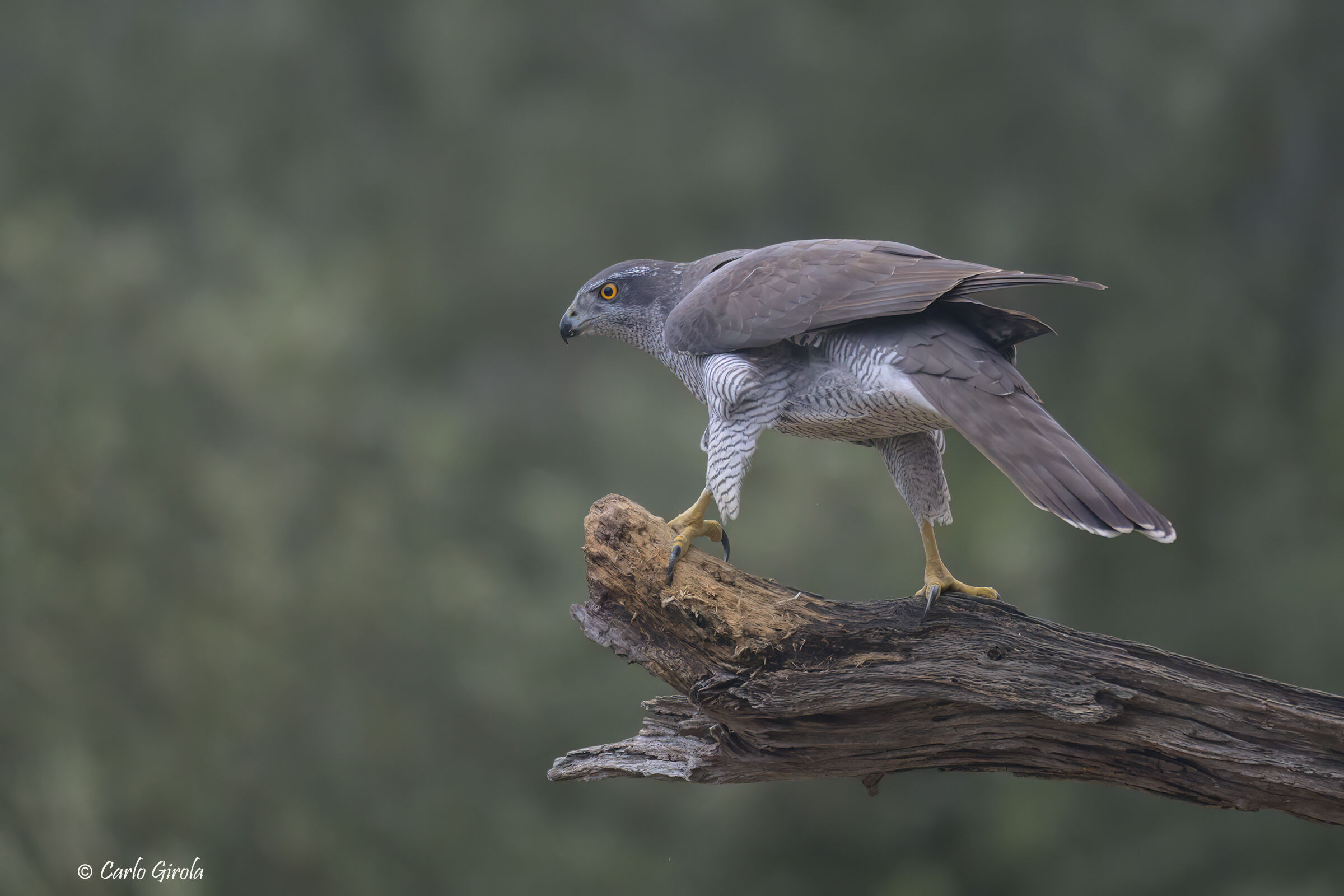 Astore (Accipiter gentilis)