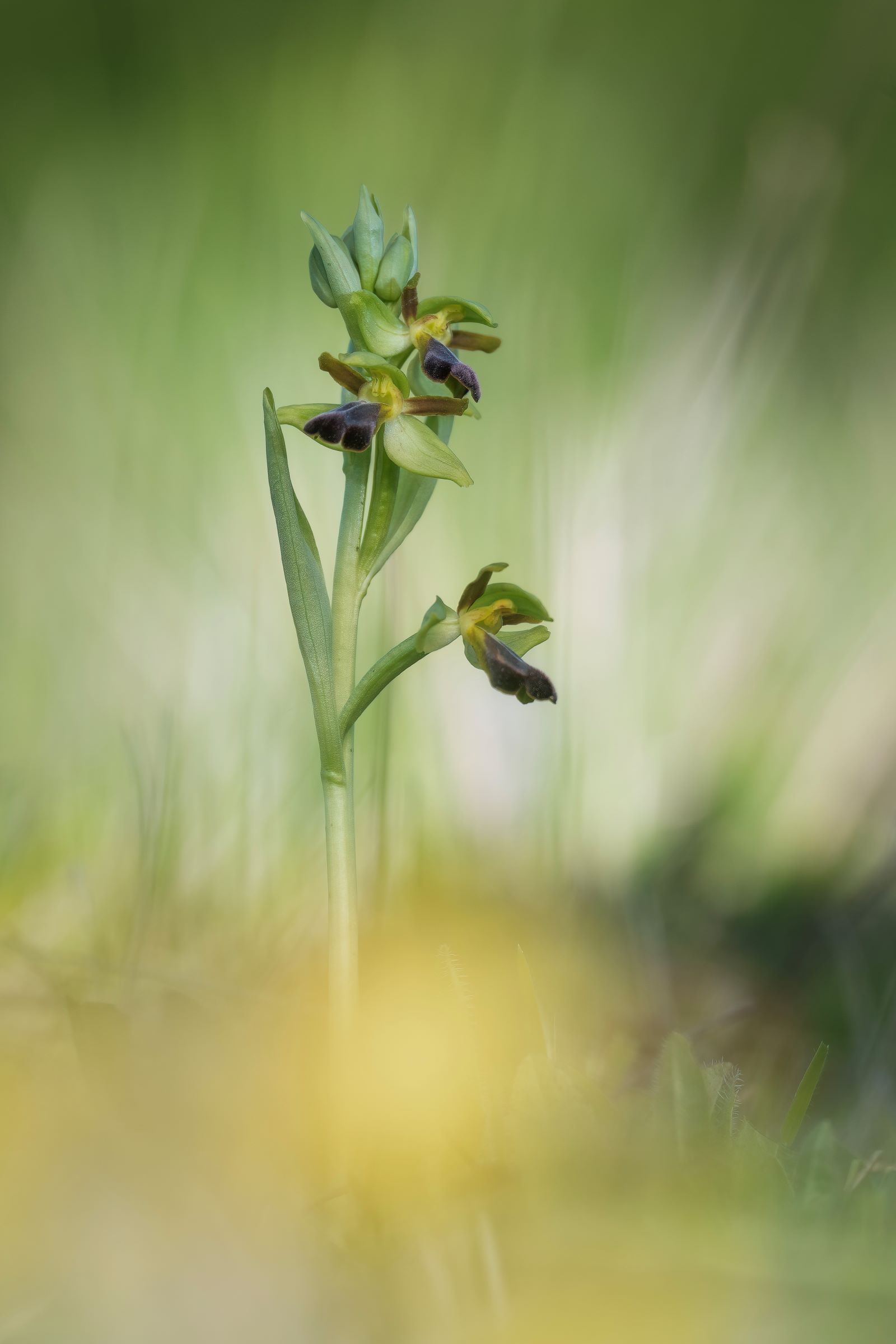 Ophrys fusca