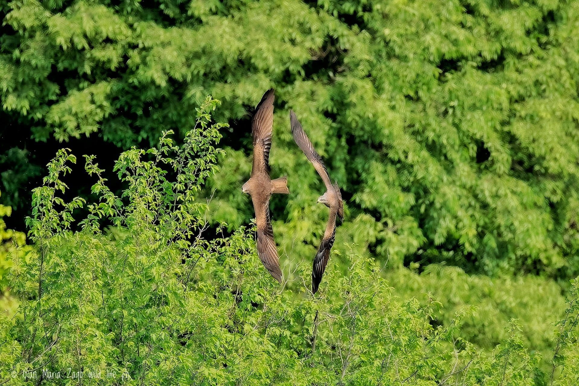 Black Kite