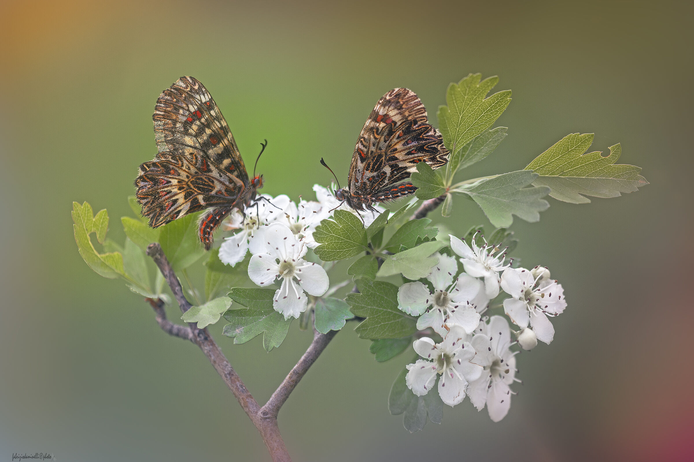 Zerynthia polyxena
