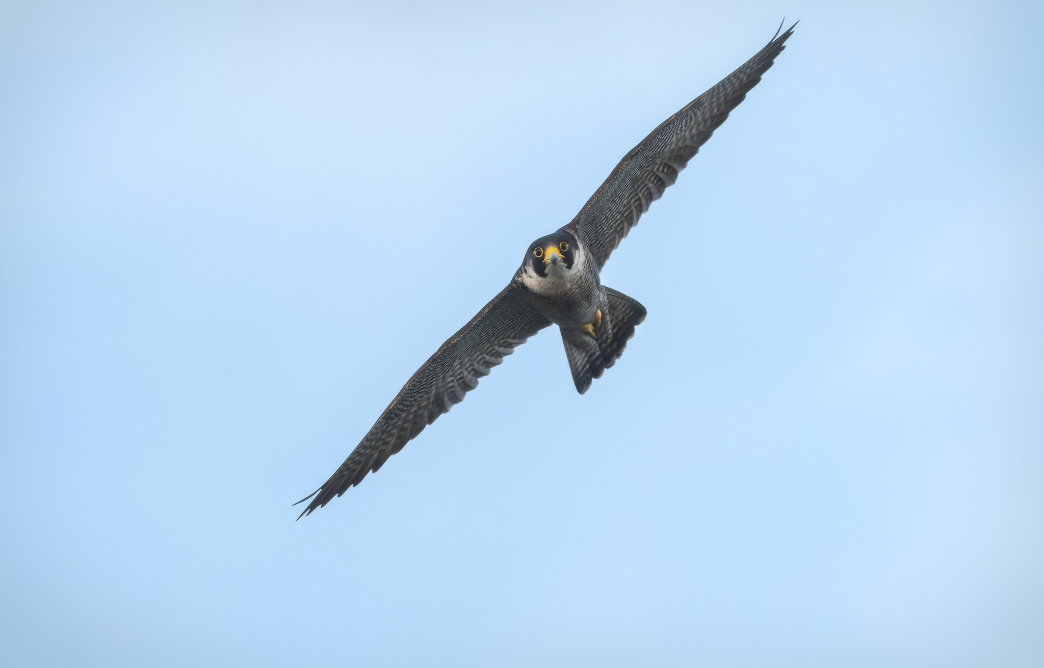 Falco pellegrino