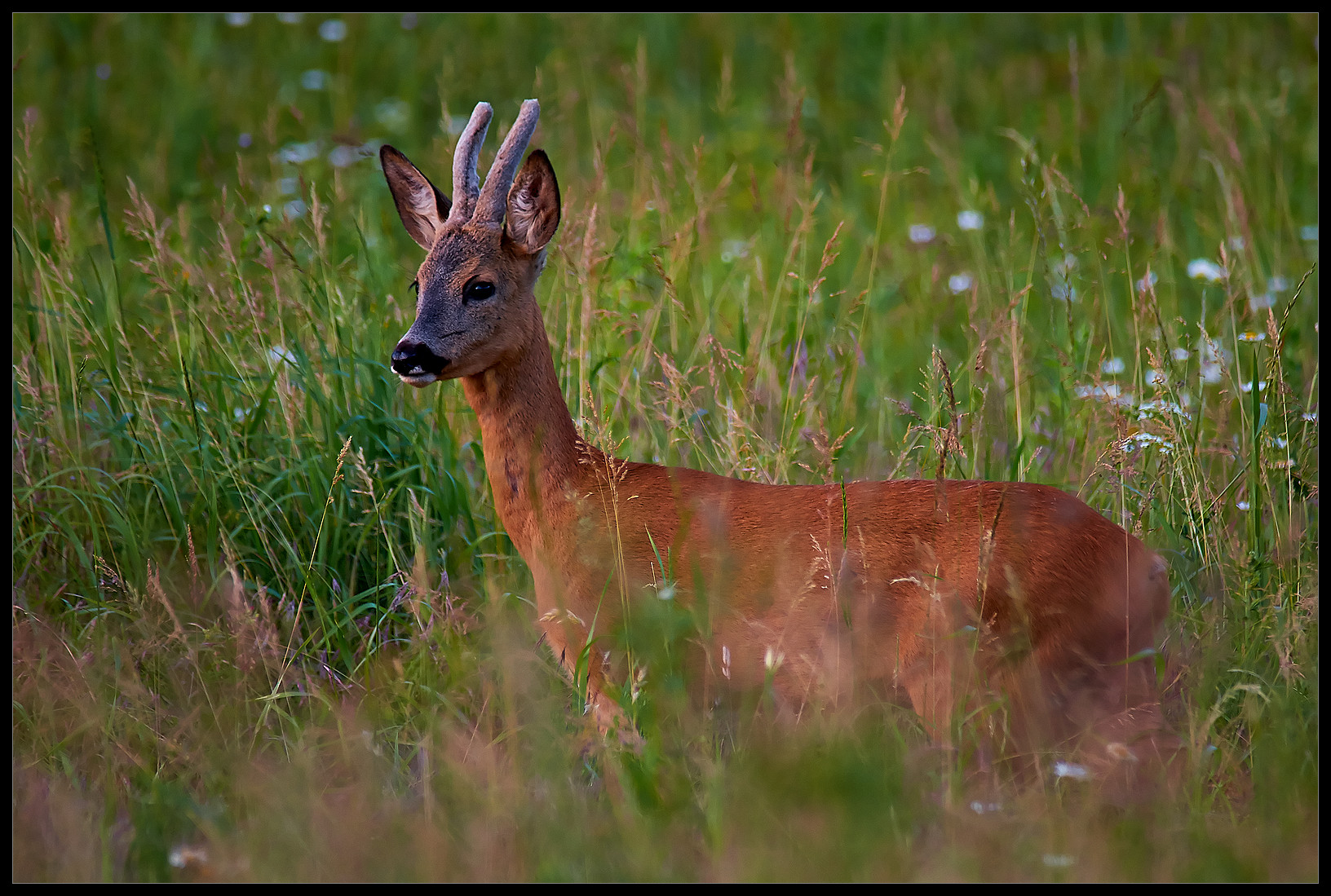 Roe deer in June,