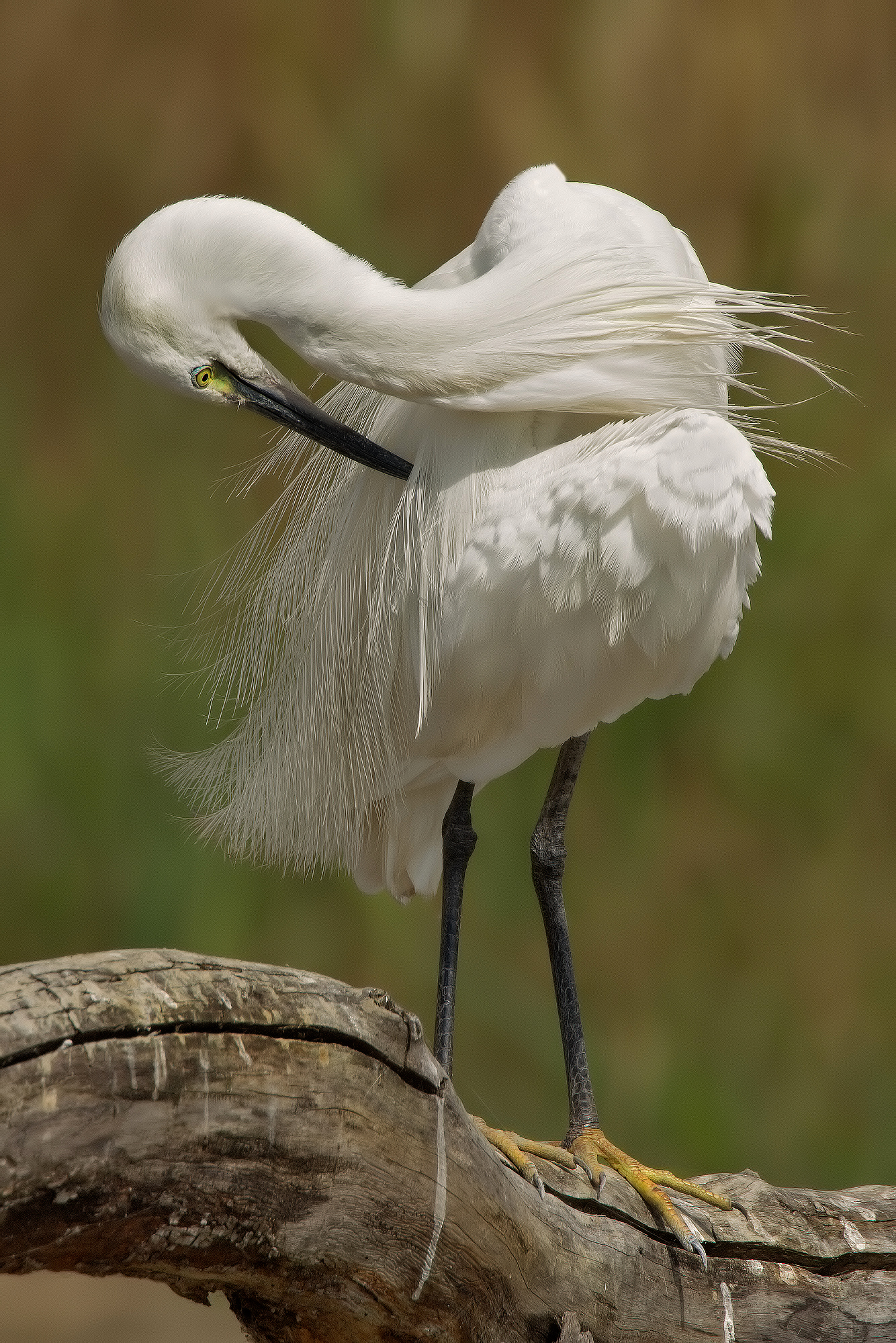 Cleaning .... (Egret Egretta)