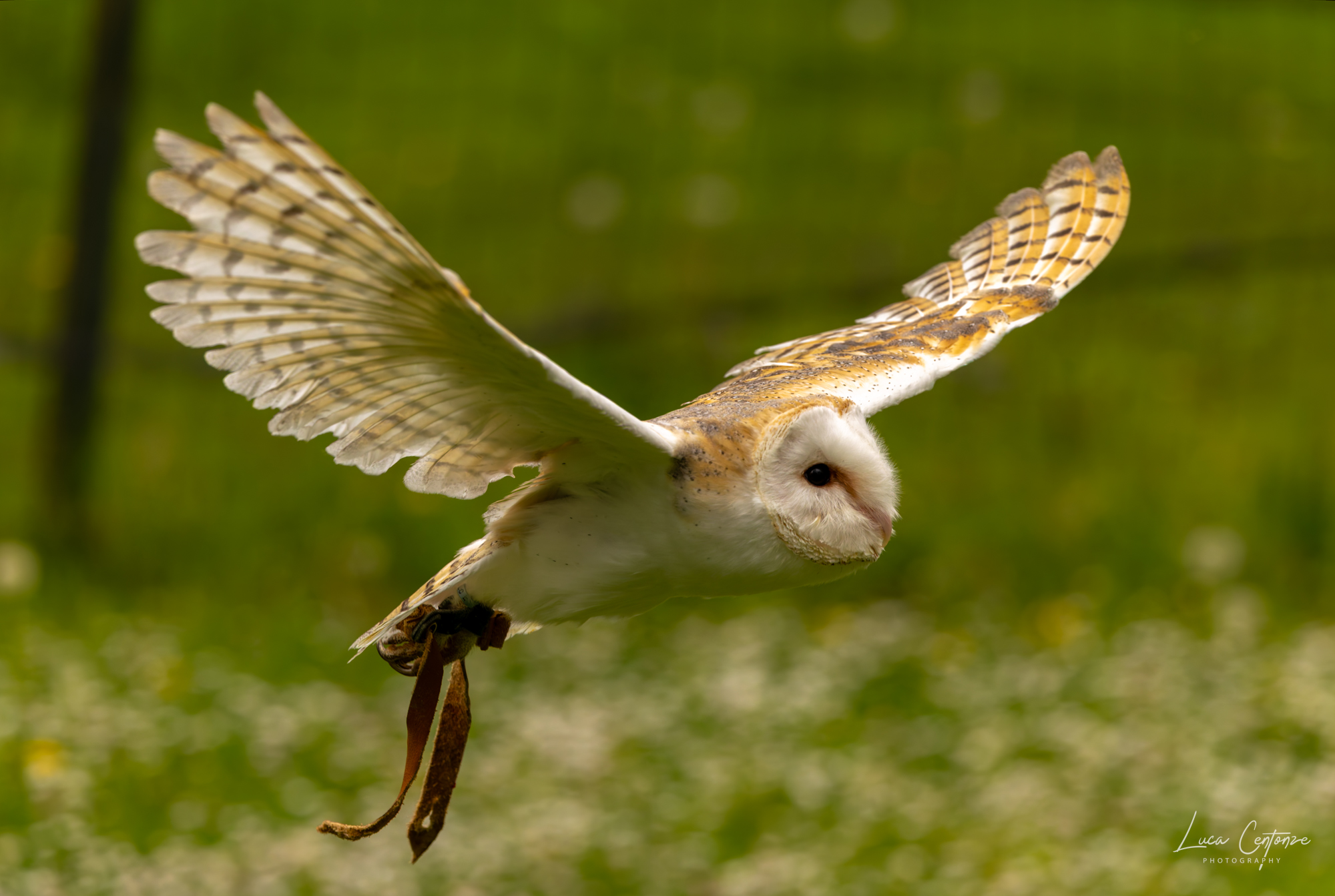 Barn Owl