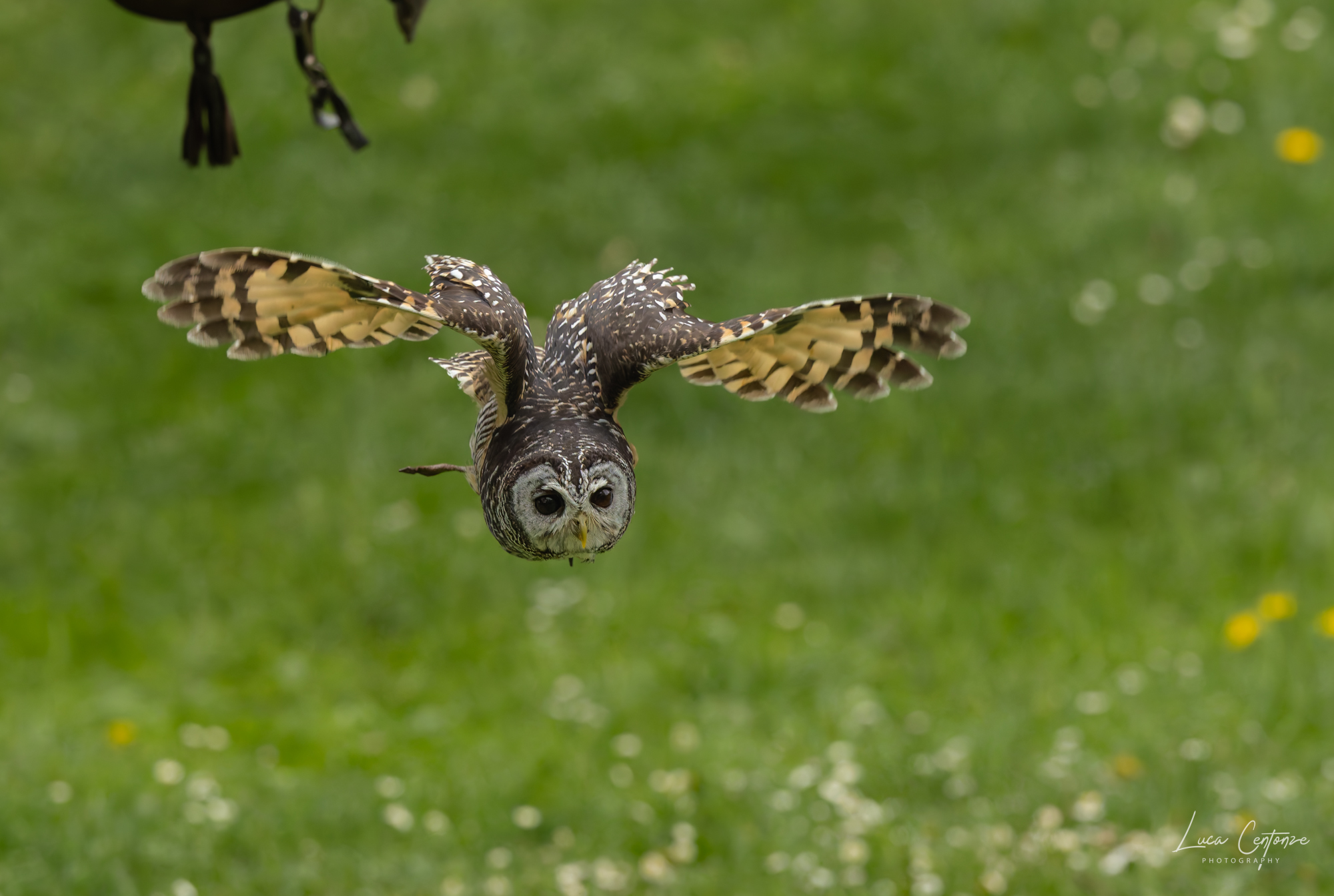 Tawny Owl