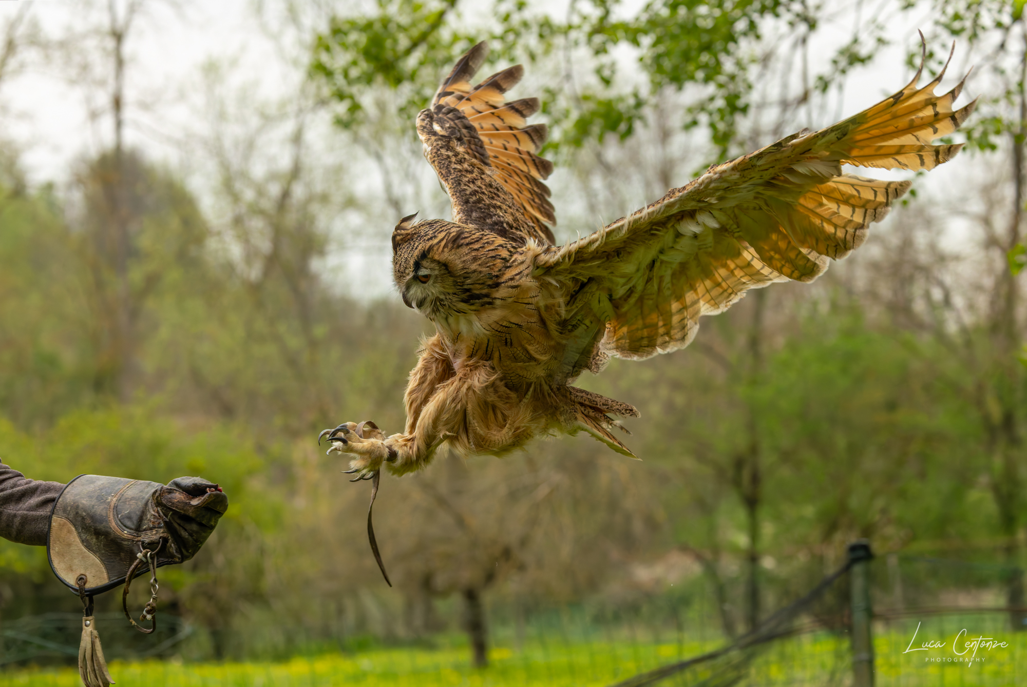 Eagle Owl