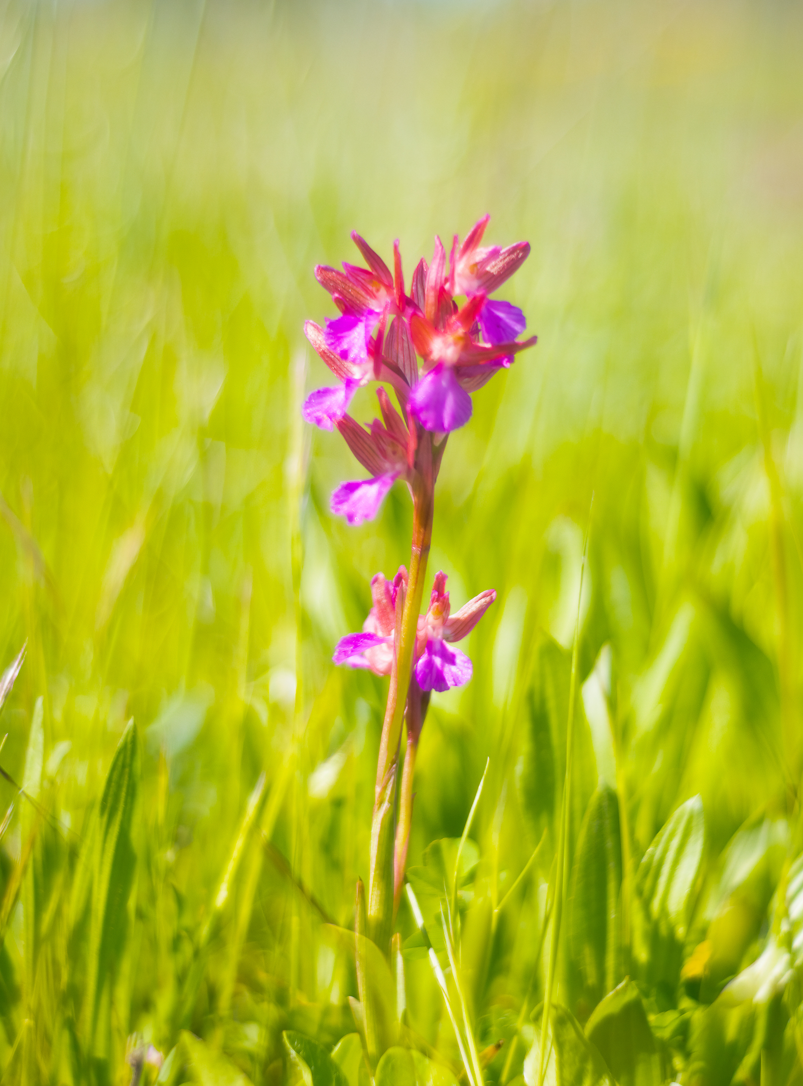 Orchidea farfalla