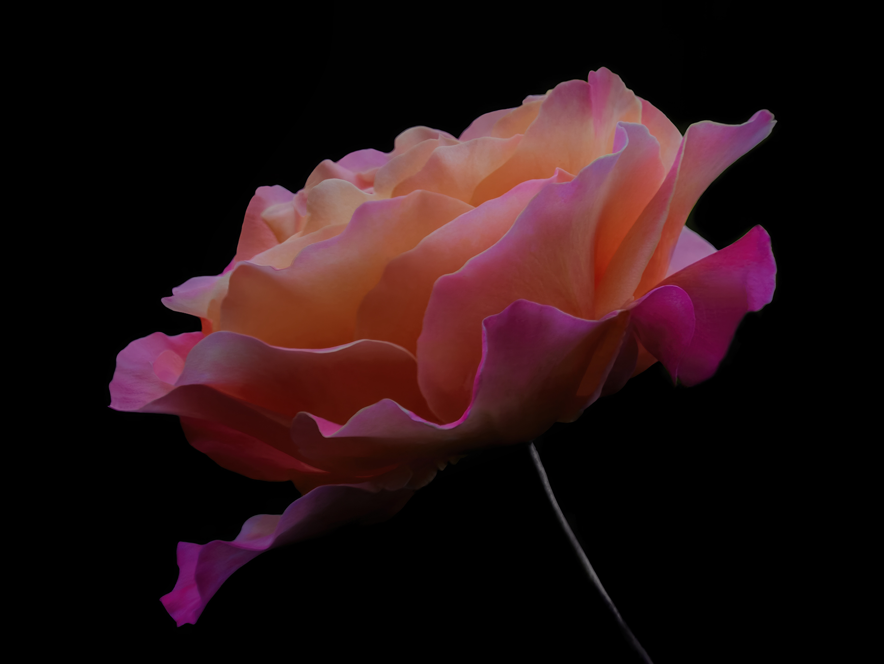 Aspettando il ritorno delle rose