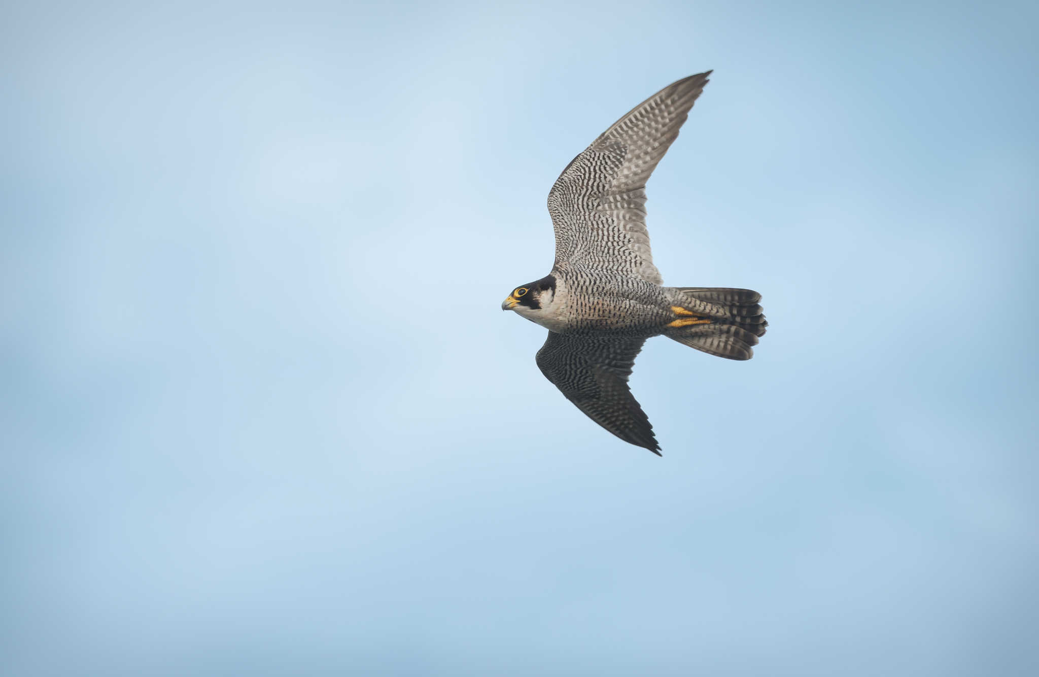 Falco pellegrino