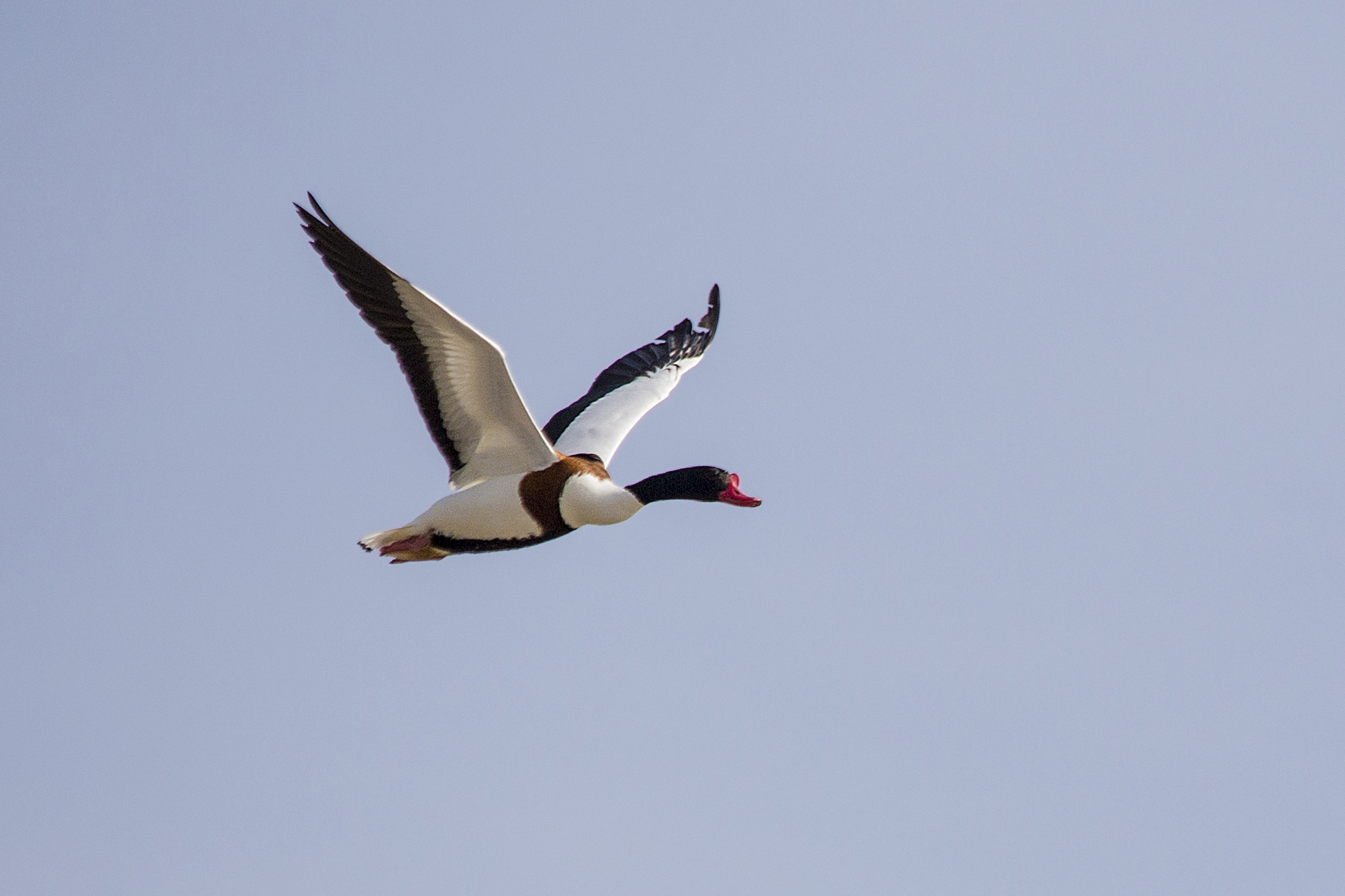 Shelduck