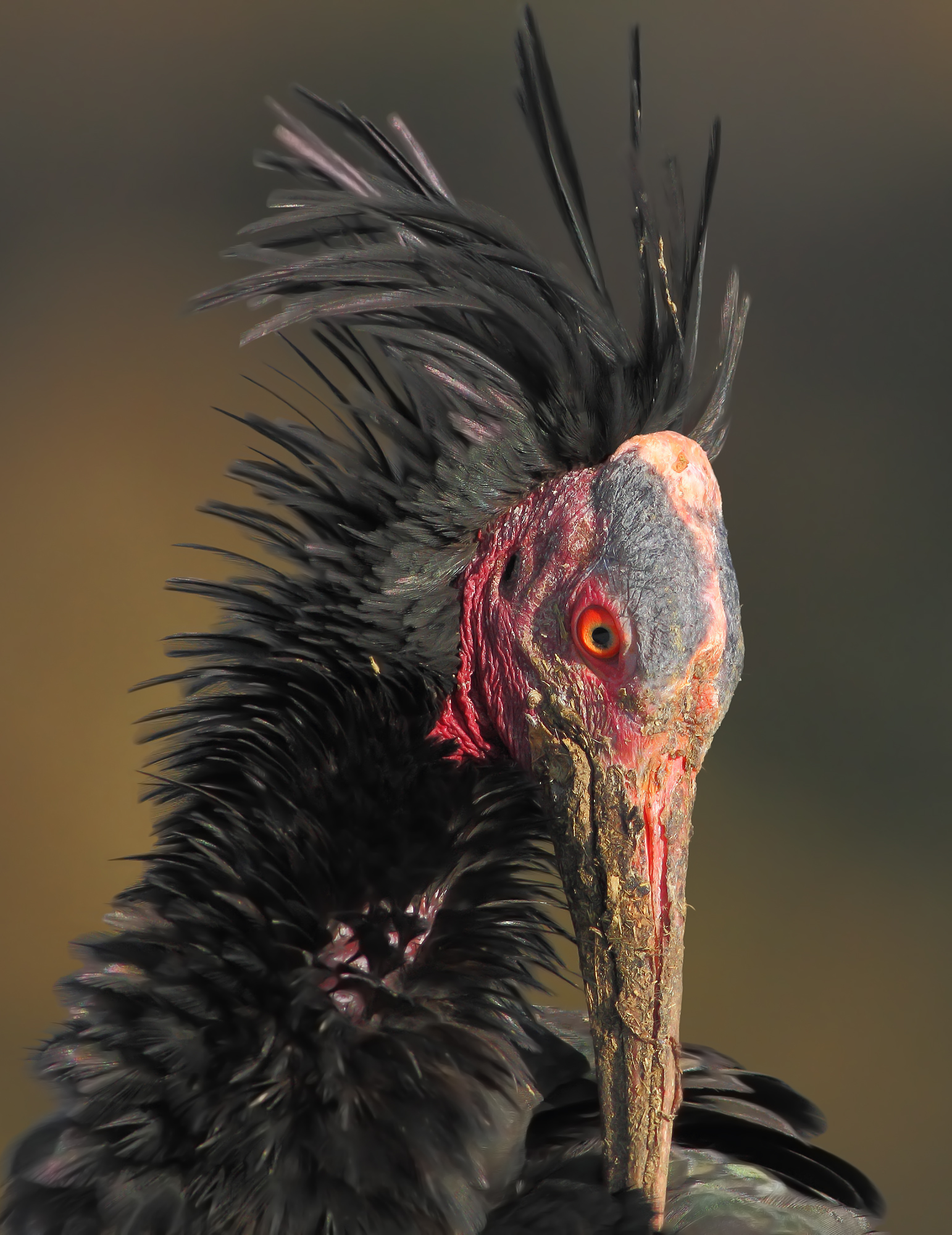 Ibis eremita.