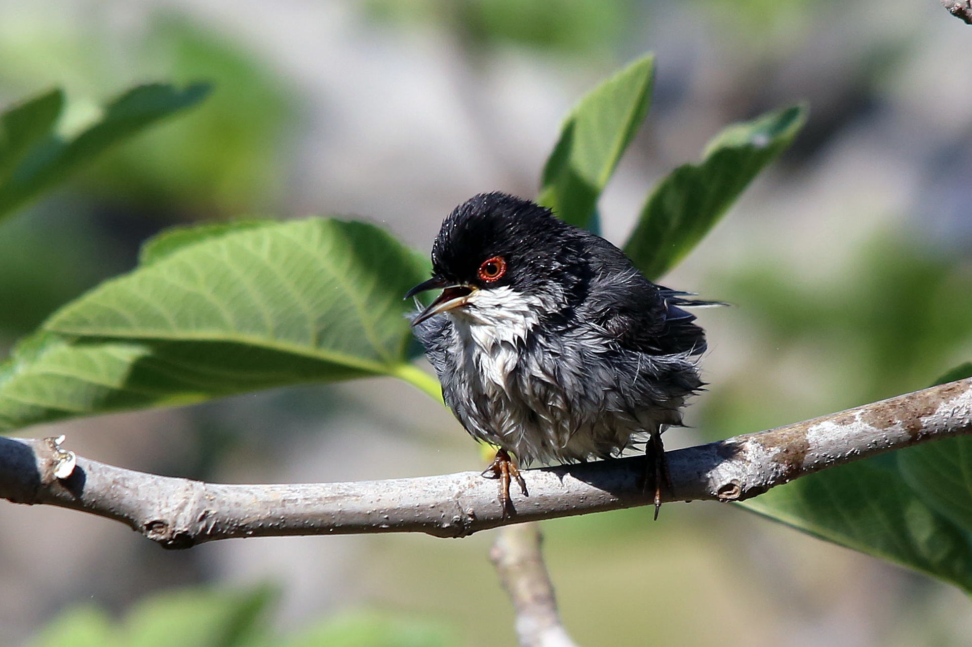 Warbler after a shower