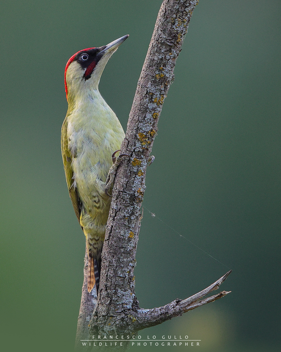 Picus viridis