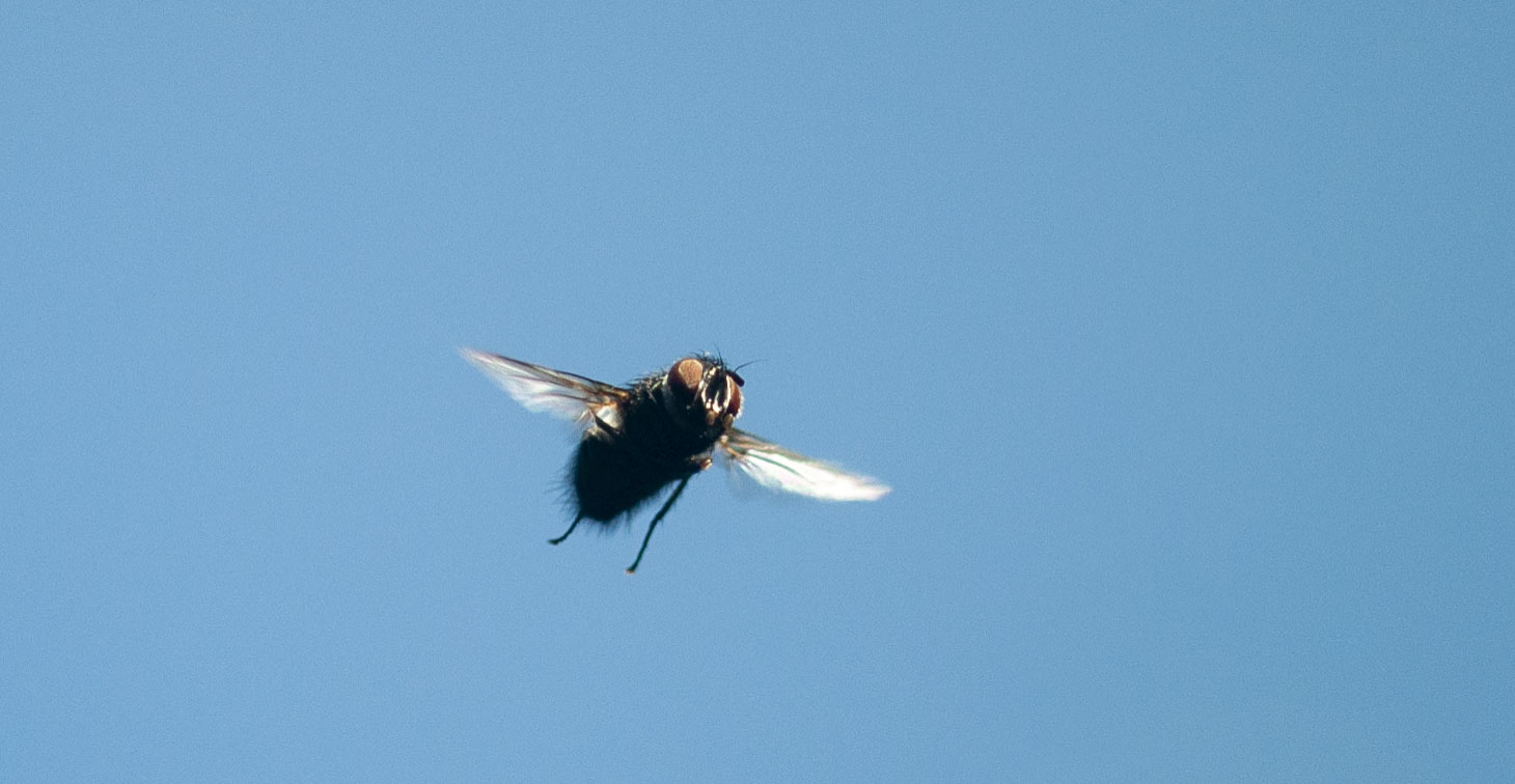 Fly