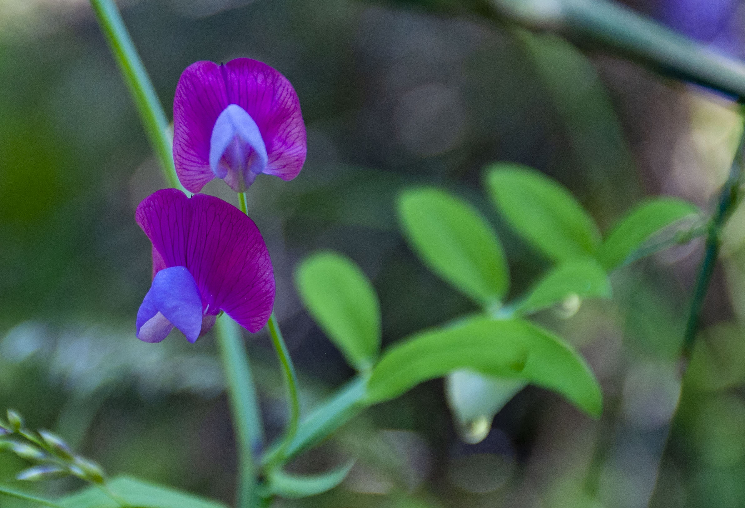 Violet