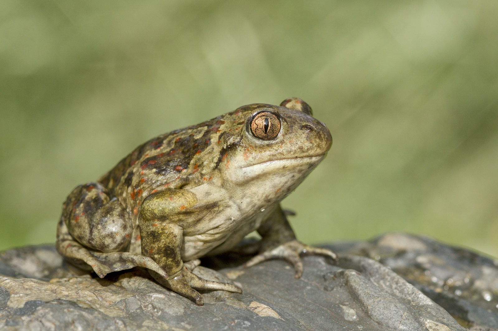 Pelobates fuscus