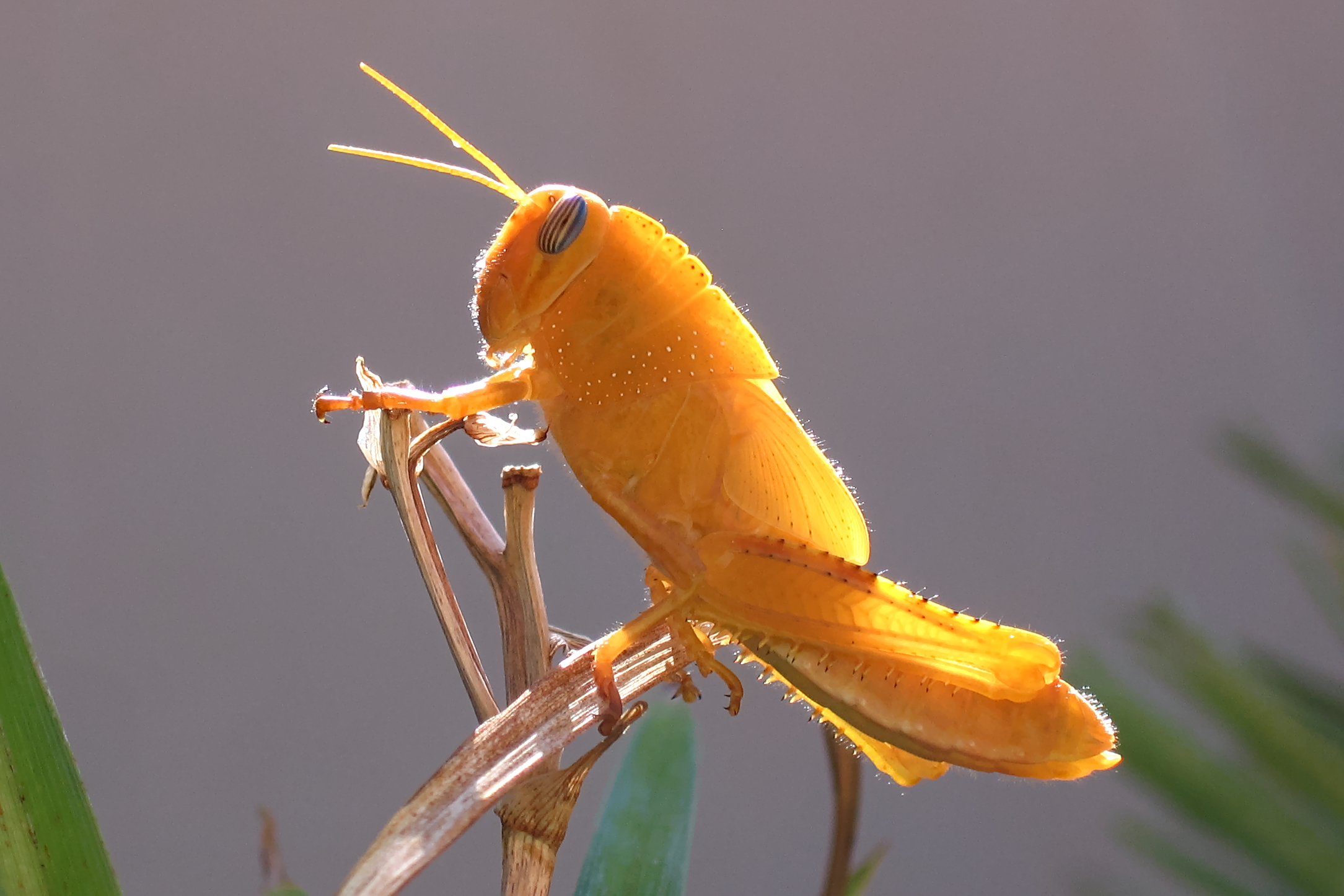 Grasshopper