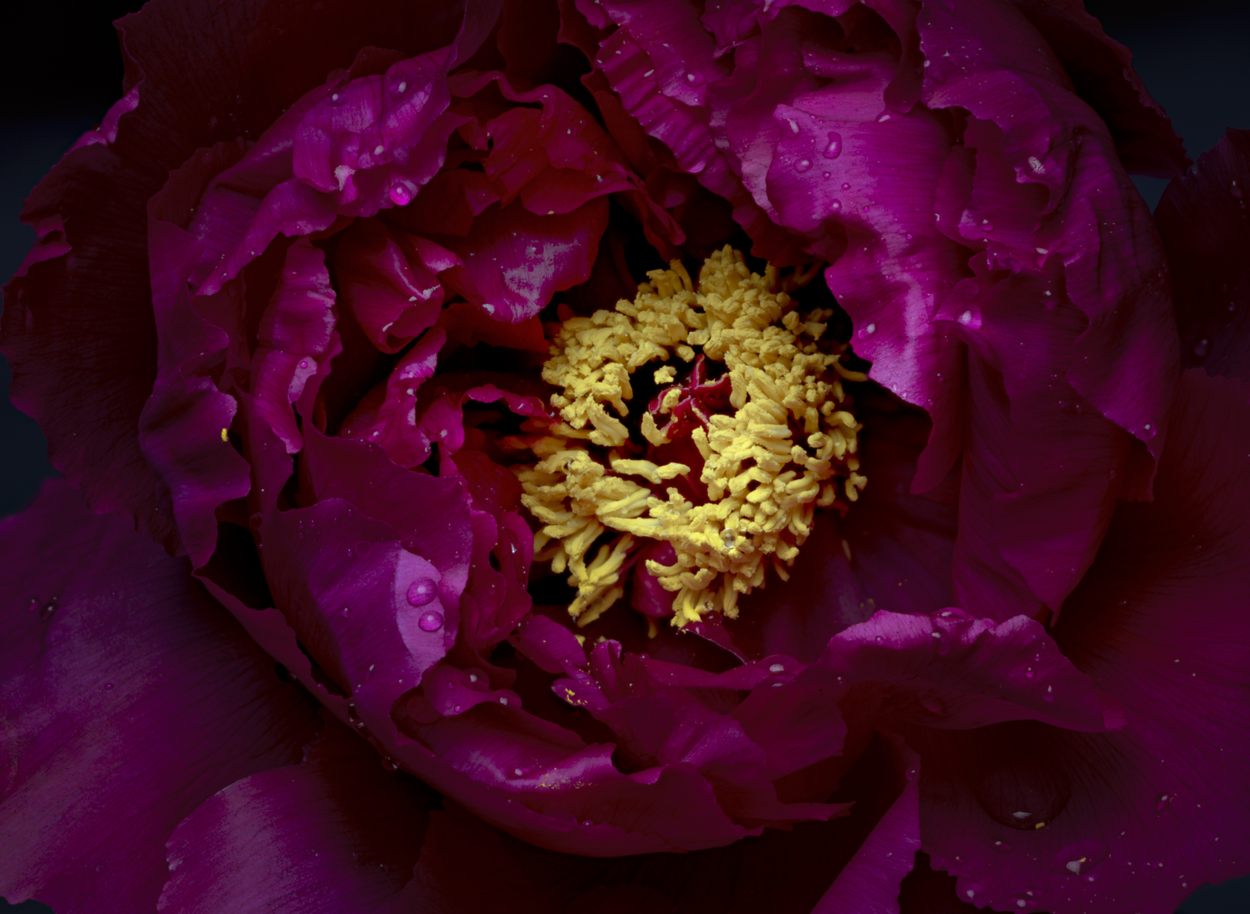 eleganza floreale