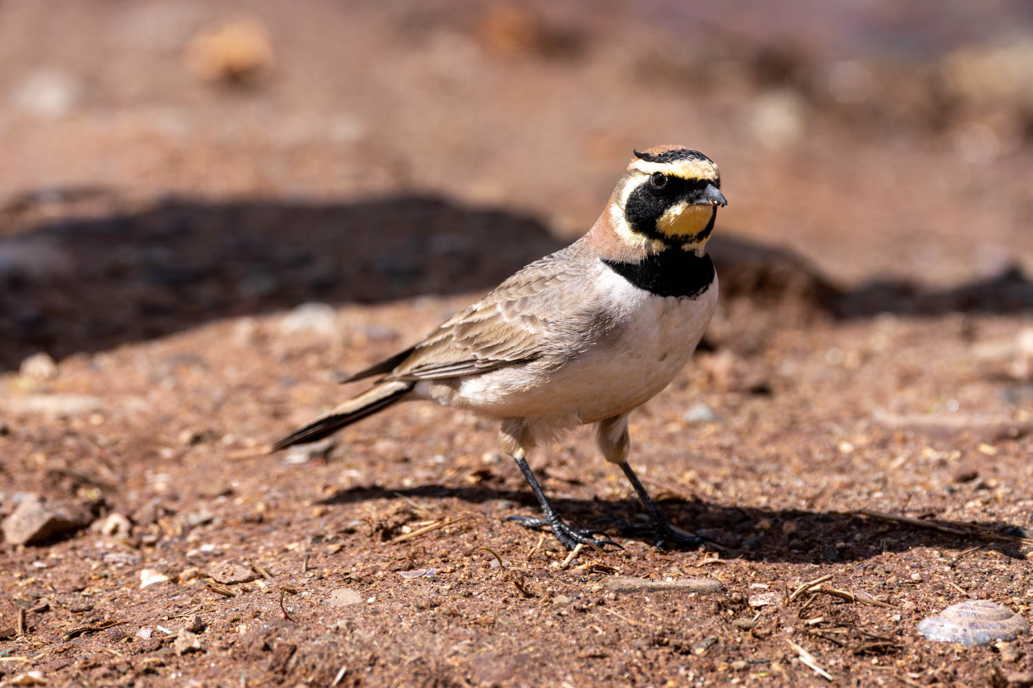 Allodola golagialla