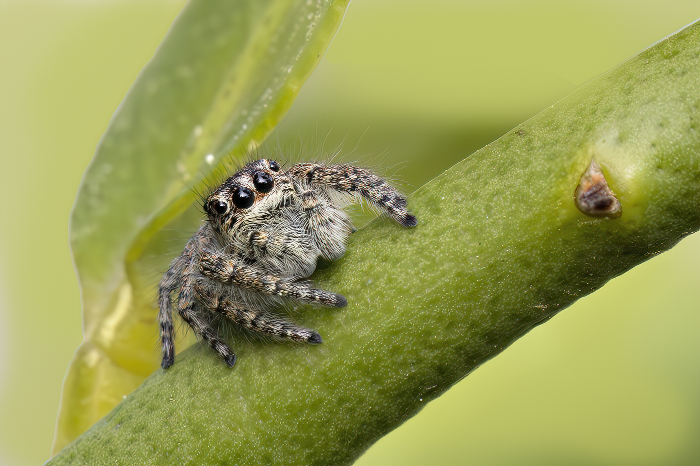 Salticidae