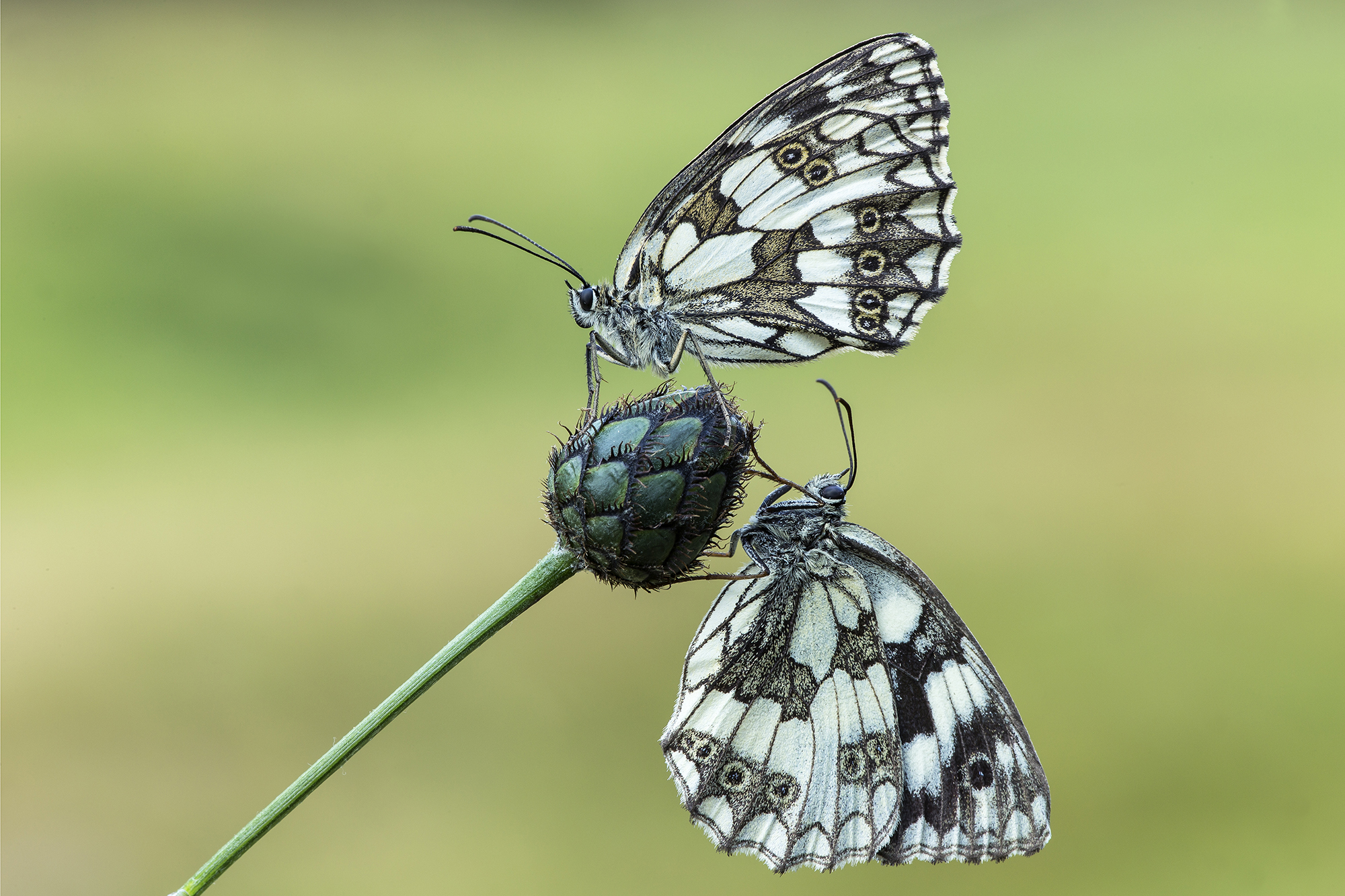 Melanargia Galathea
