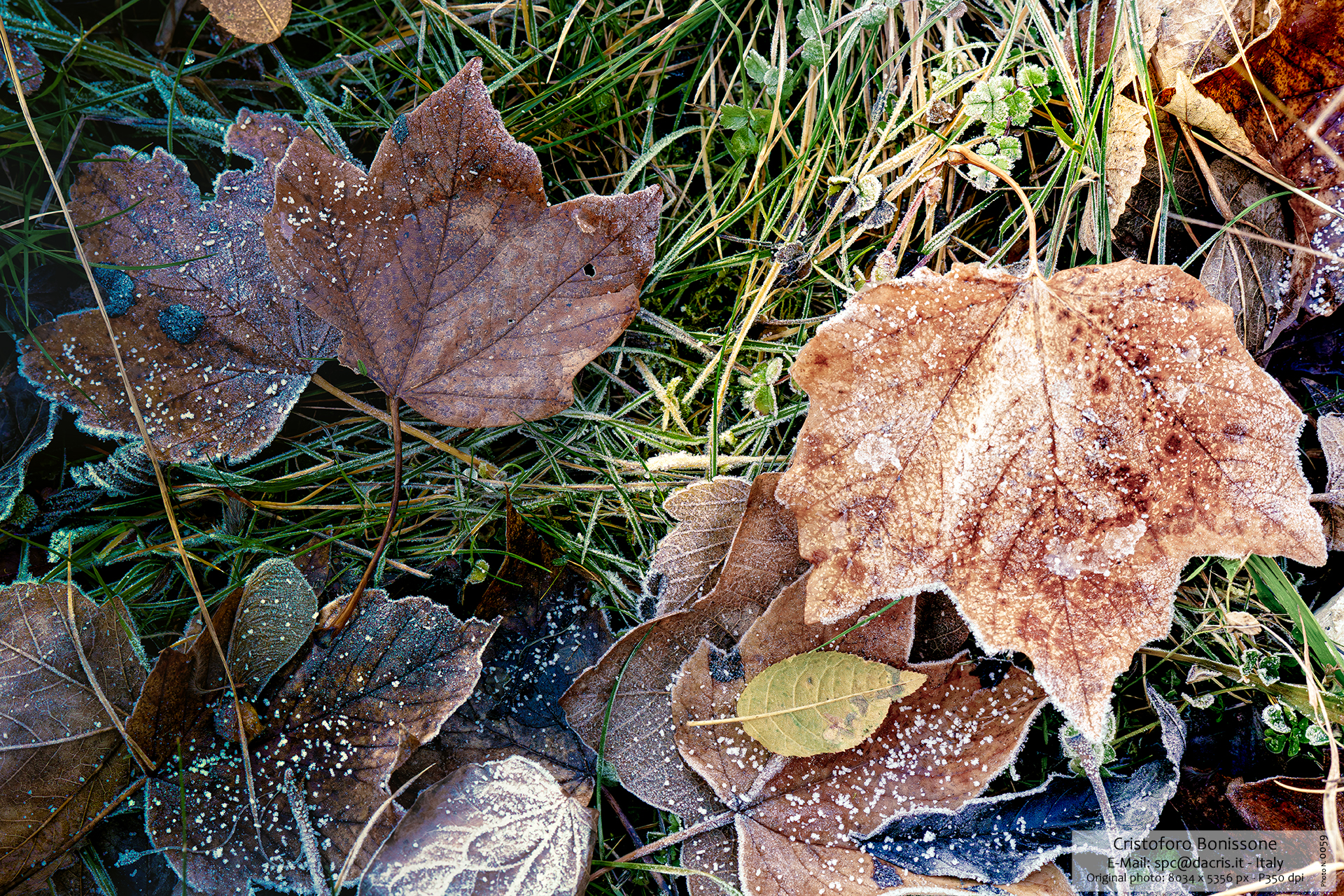 Leaf Scanno Italy - Photo 0058