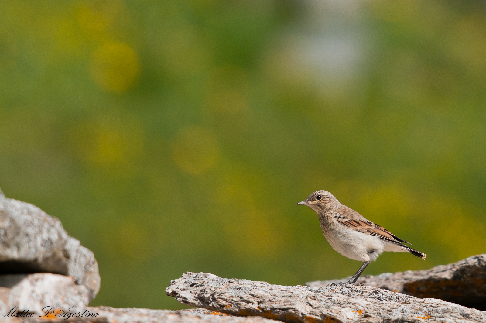 Whinchat female