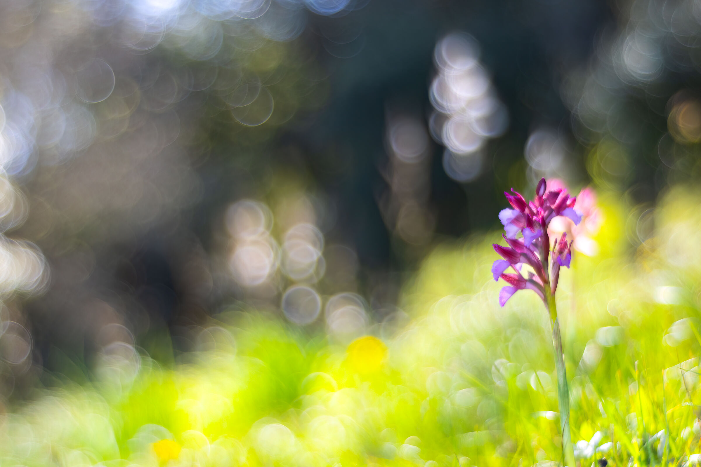 Orchidea farfalla
