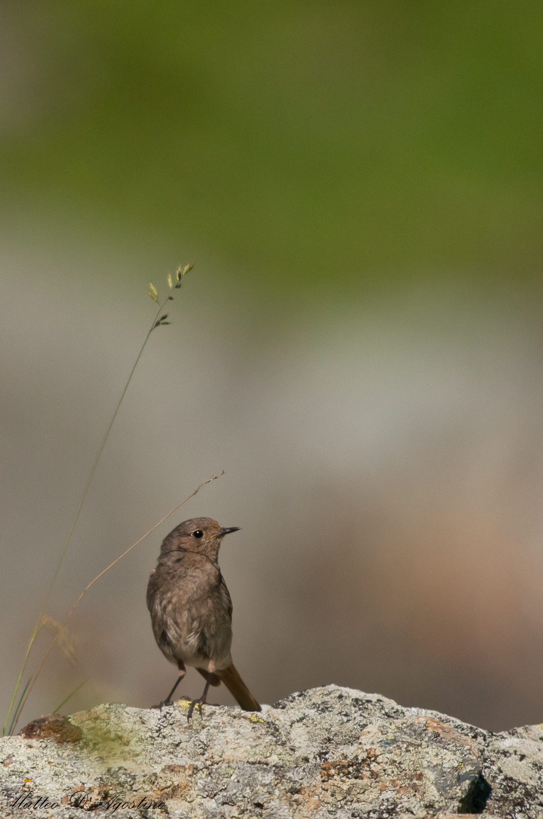 Redstart female