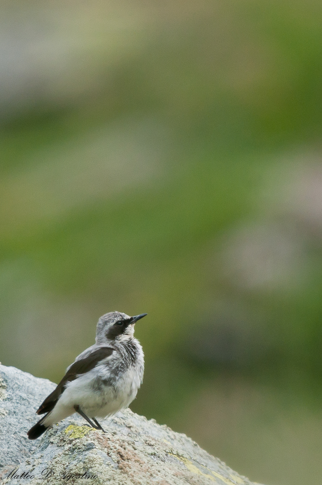 Wheatear male