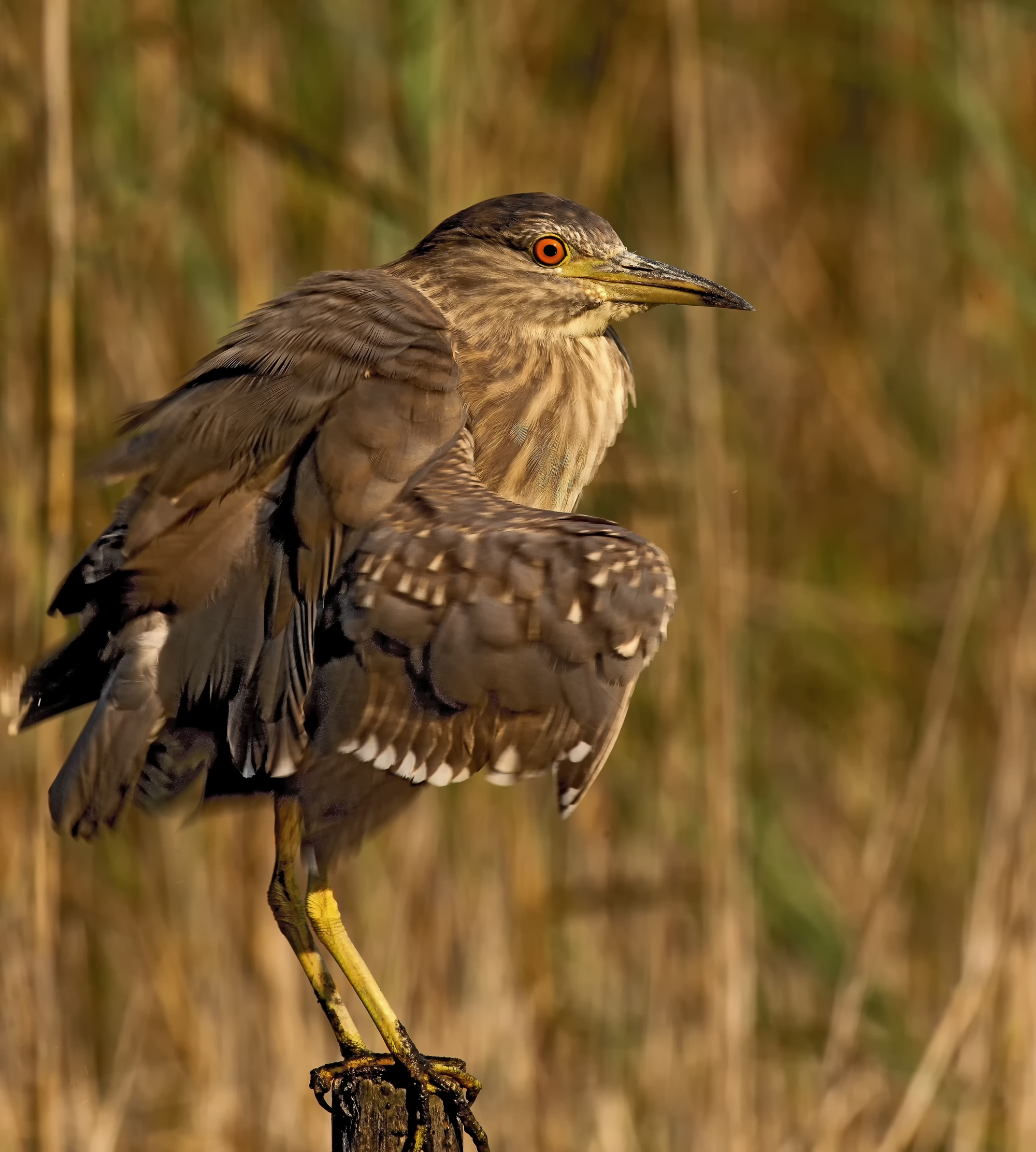 nitticora....micromosso