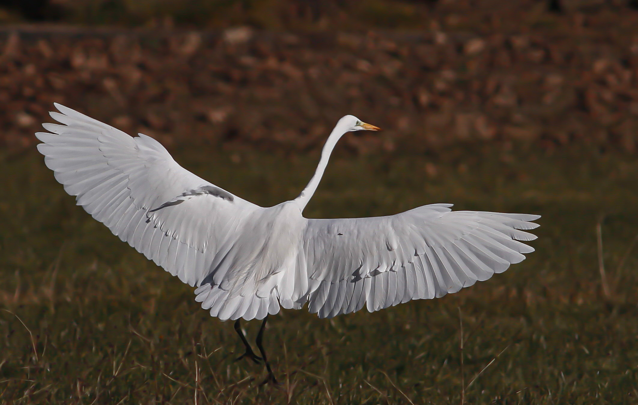 White Heron
