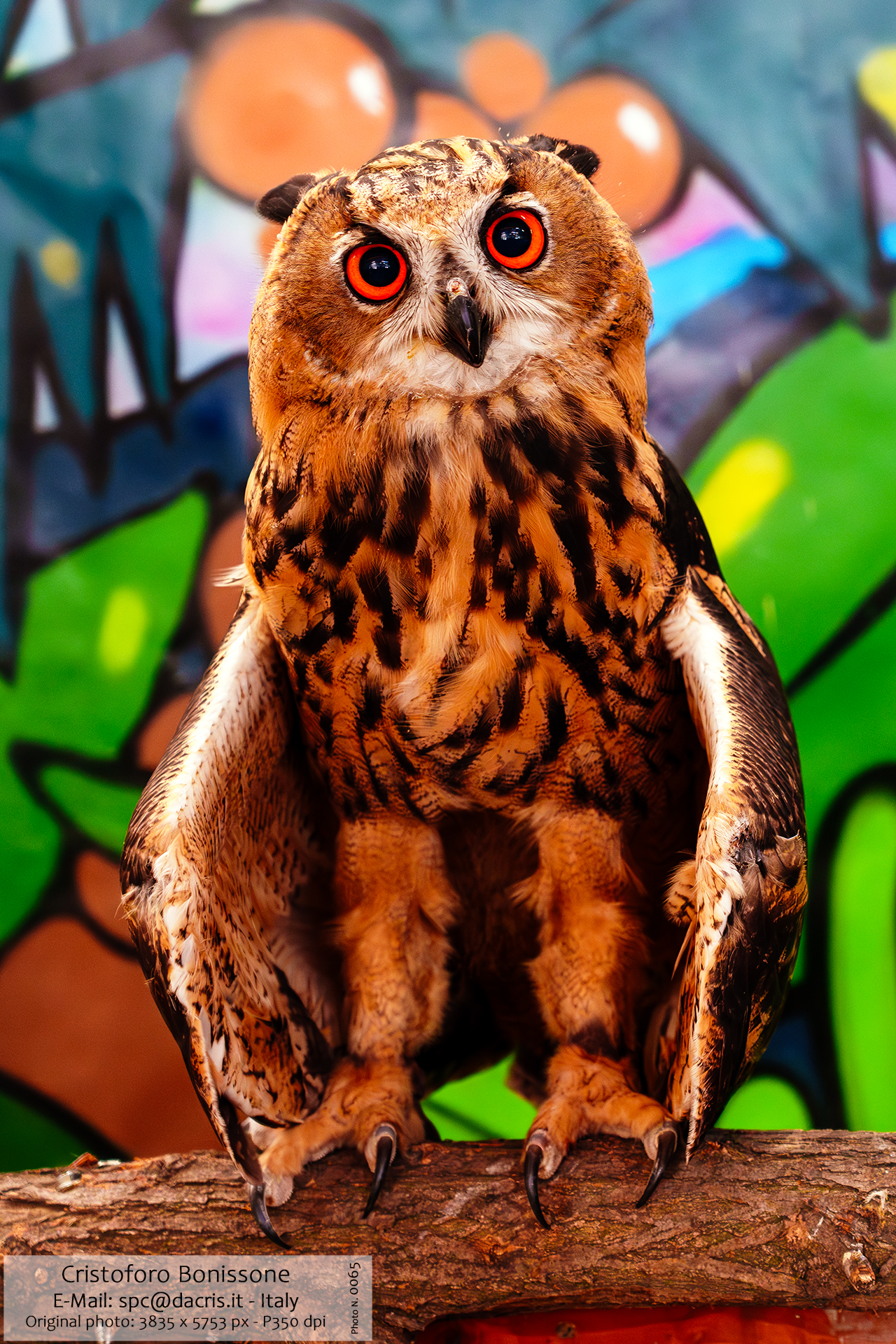 Eagle Owl - Gufo Reale - Photo 0065