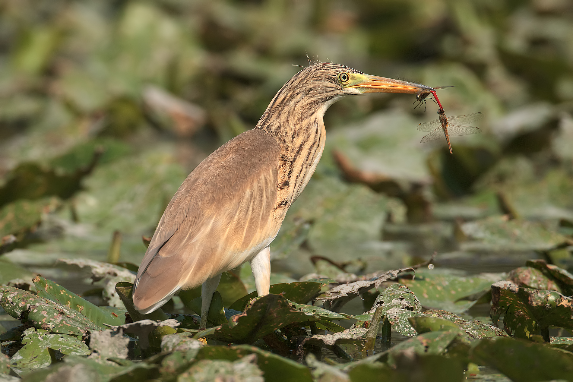 Sgarza dal ciuffo: giovane