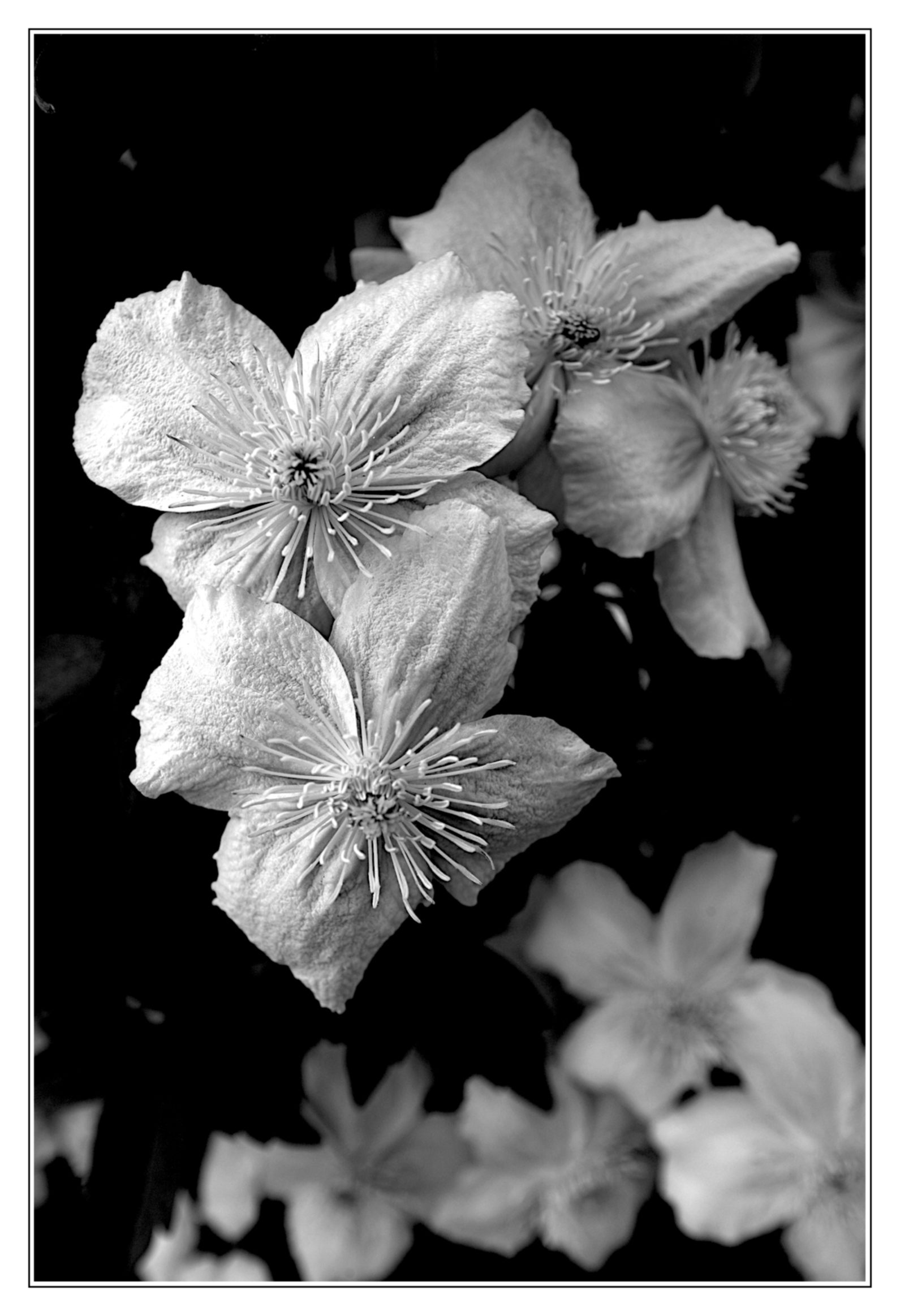 B&W in the garden
