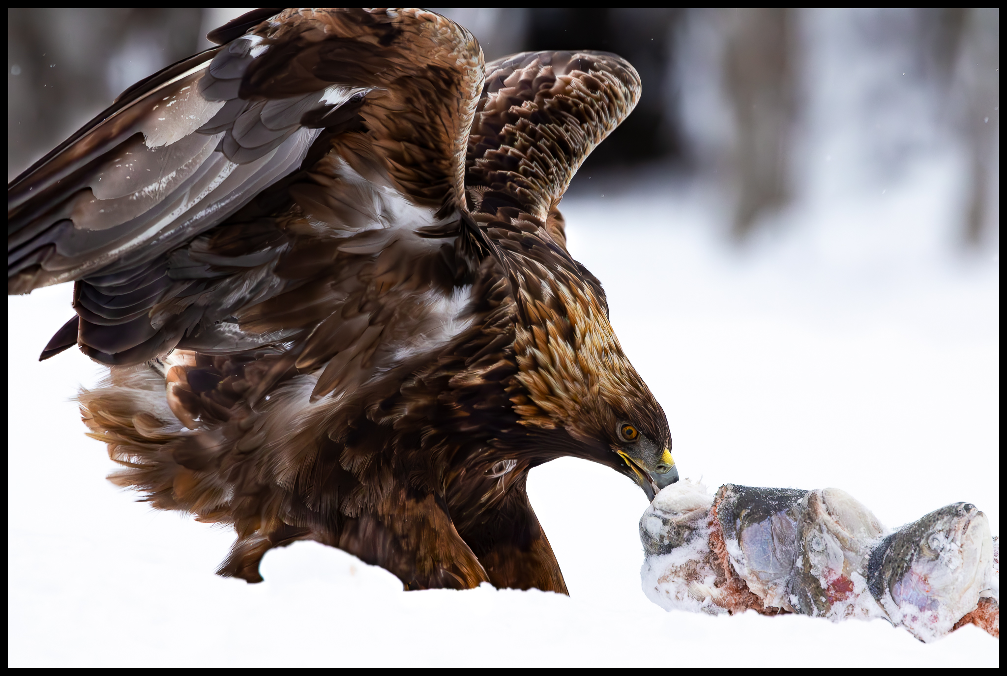 Aquila