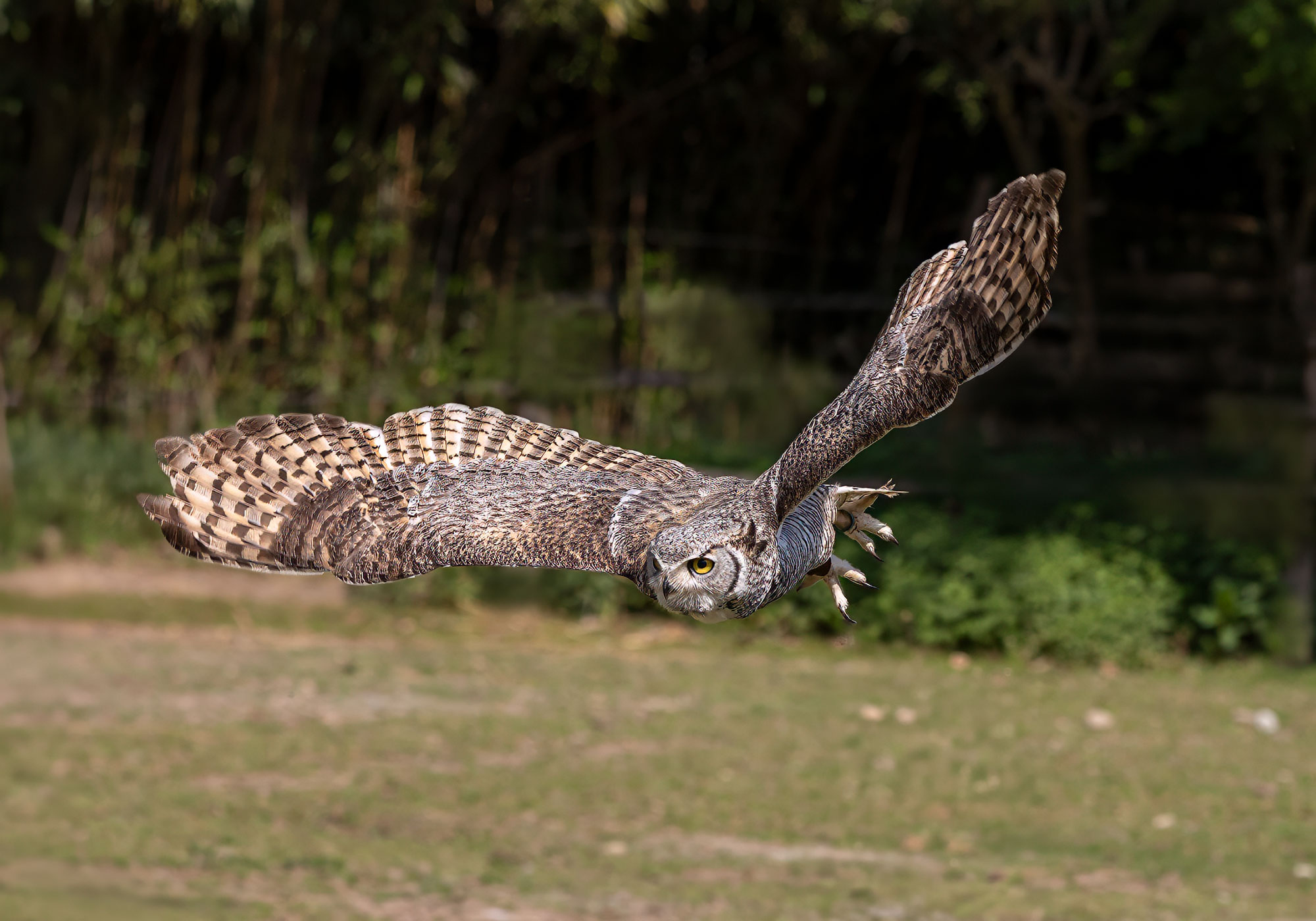 Owl