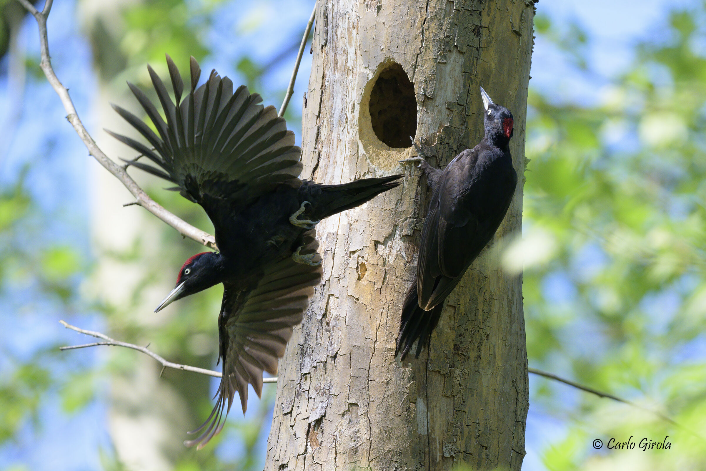 Picchio nero (Dryocopus martius)